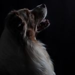 MarleyLicht MarleyLicht