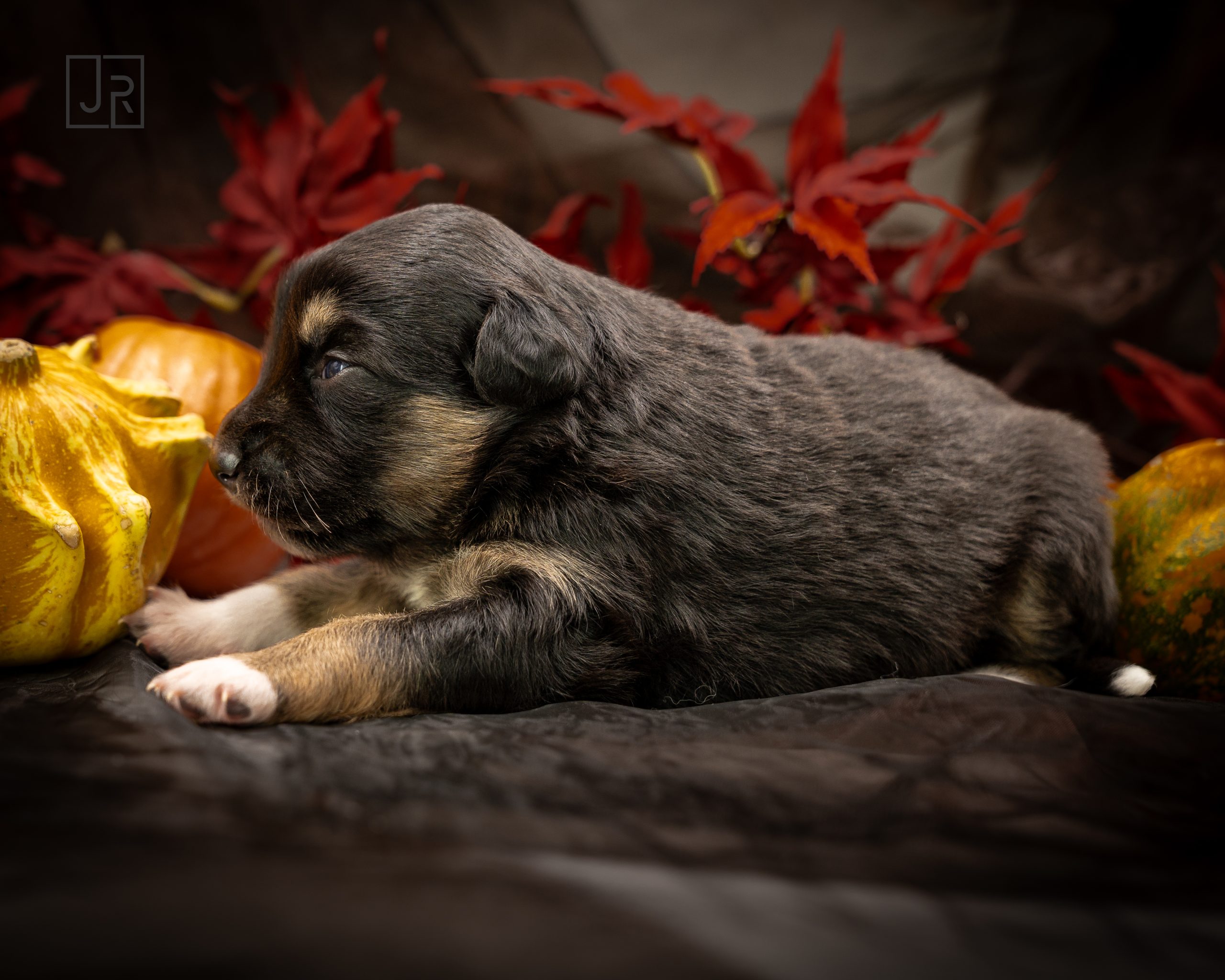 Black Tri blau logo (1) Black Tri blau logo (1)