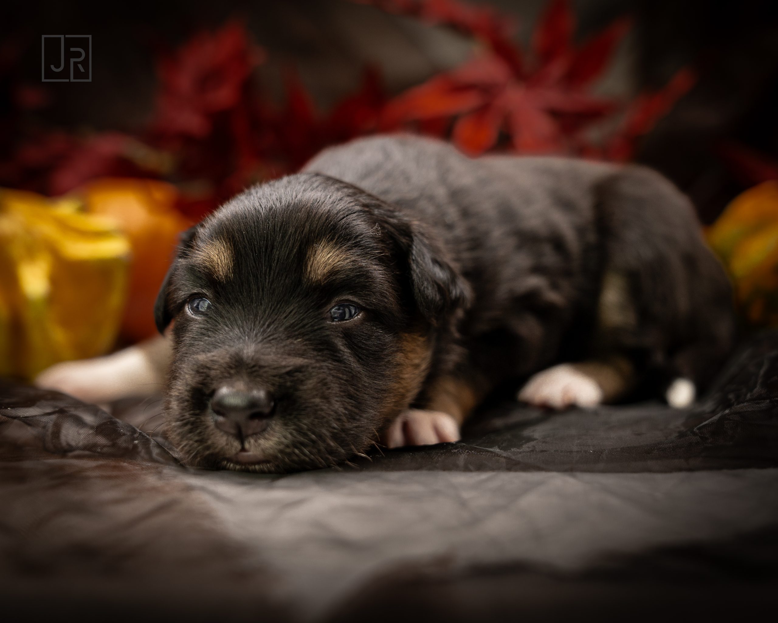 Black Tri blau logo (12) Black Tri blau logo (12)