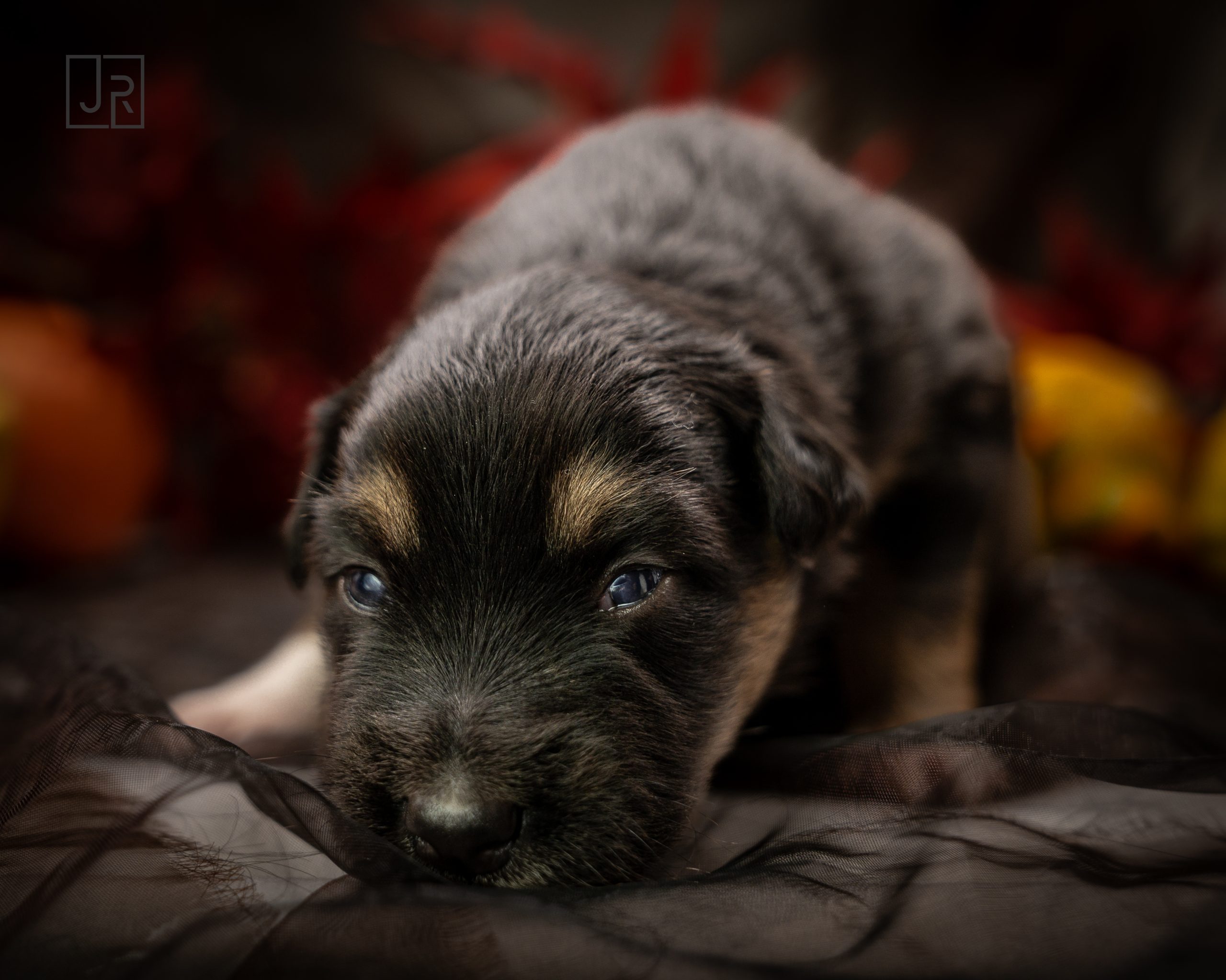 Black Tri blau logo (13) Black Tri blau logo (13)