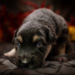 Black Tri blau logo (13)