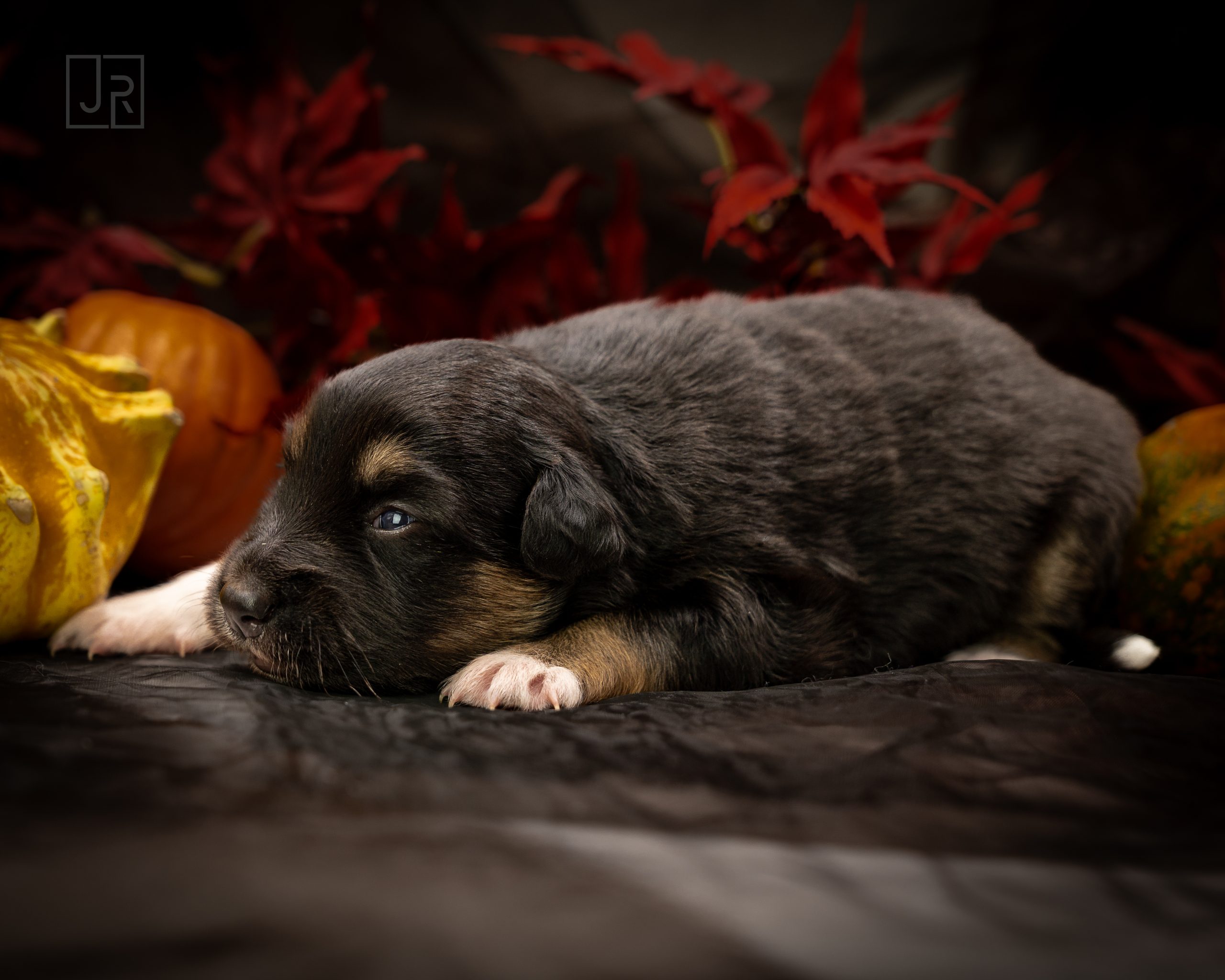 Black Tri blau logo (2) Black Tri blau logo (2)