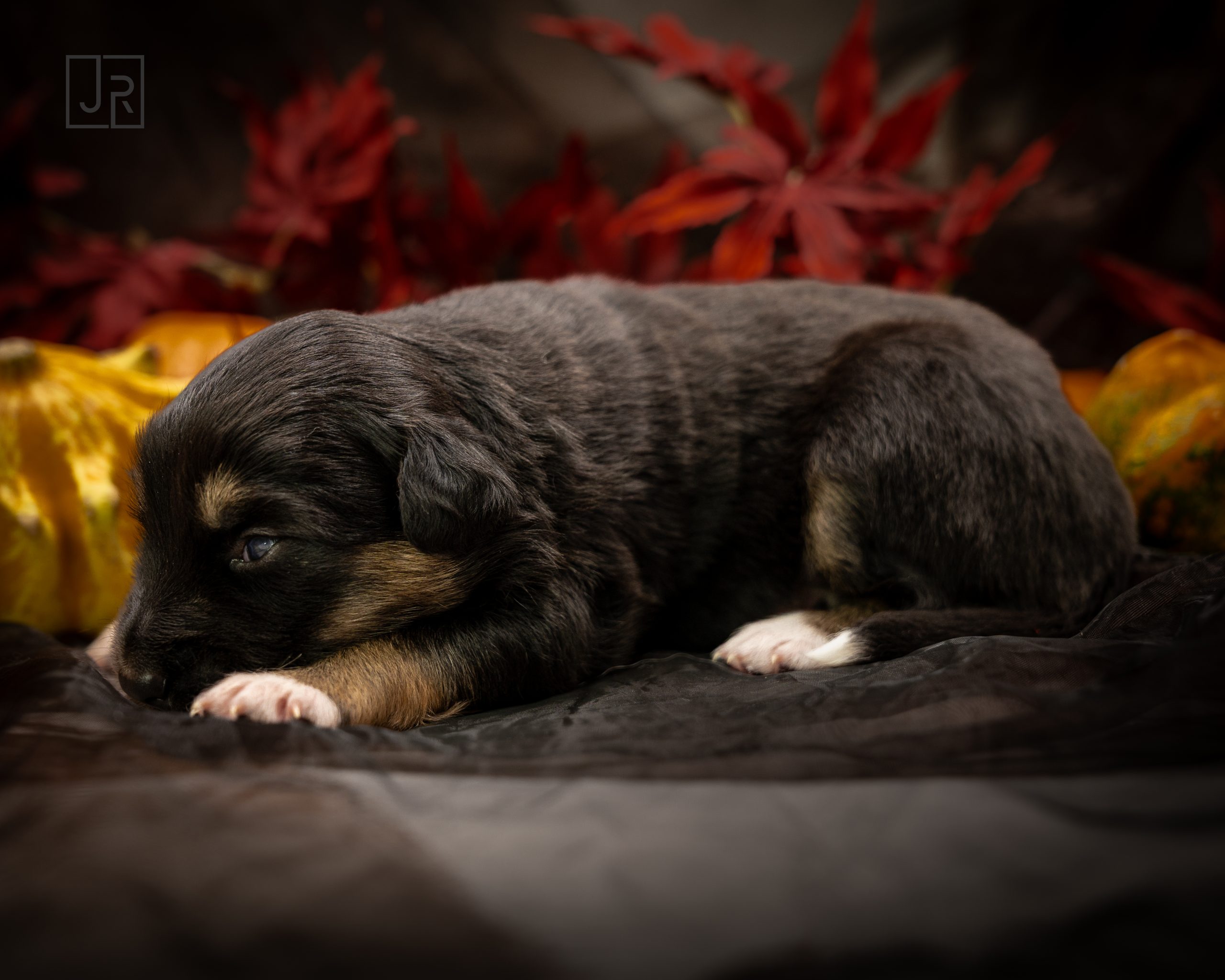 Black Tri blau logo (8) Black Tri blau logo (8)