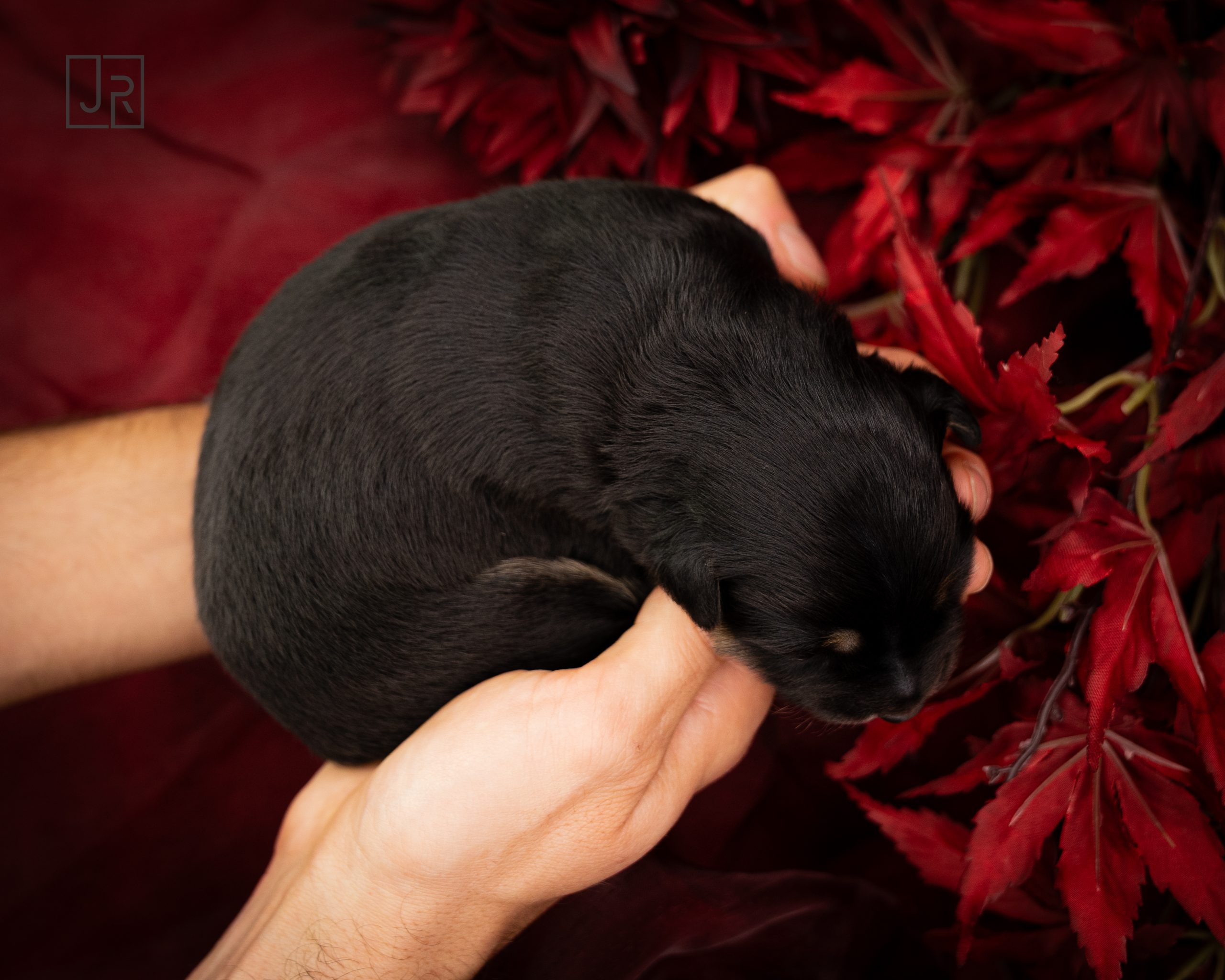 Blau_Logo (1) Blau_Logo (1)