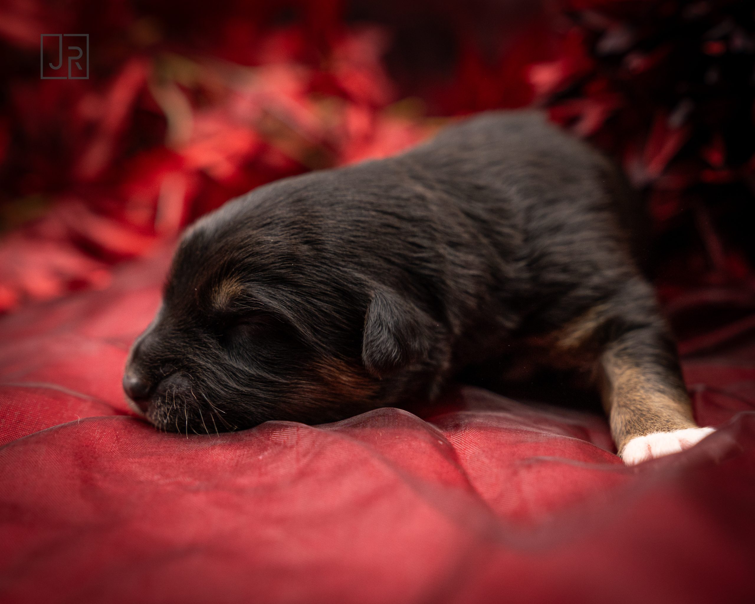 Blau_Logo (2) Blau_Logo (2)