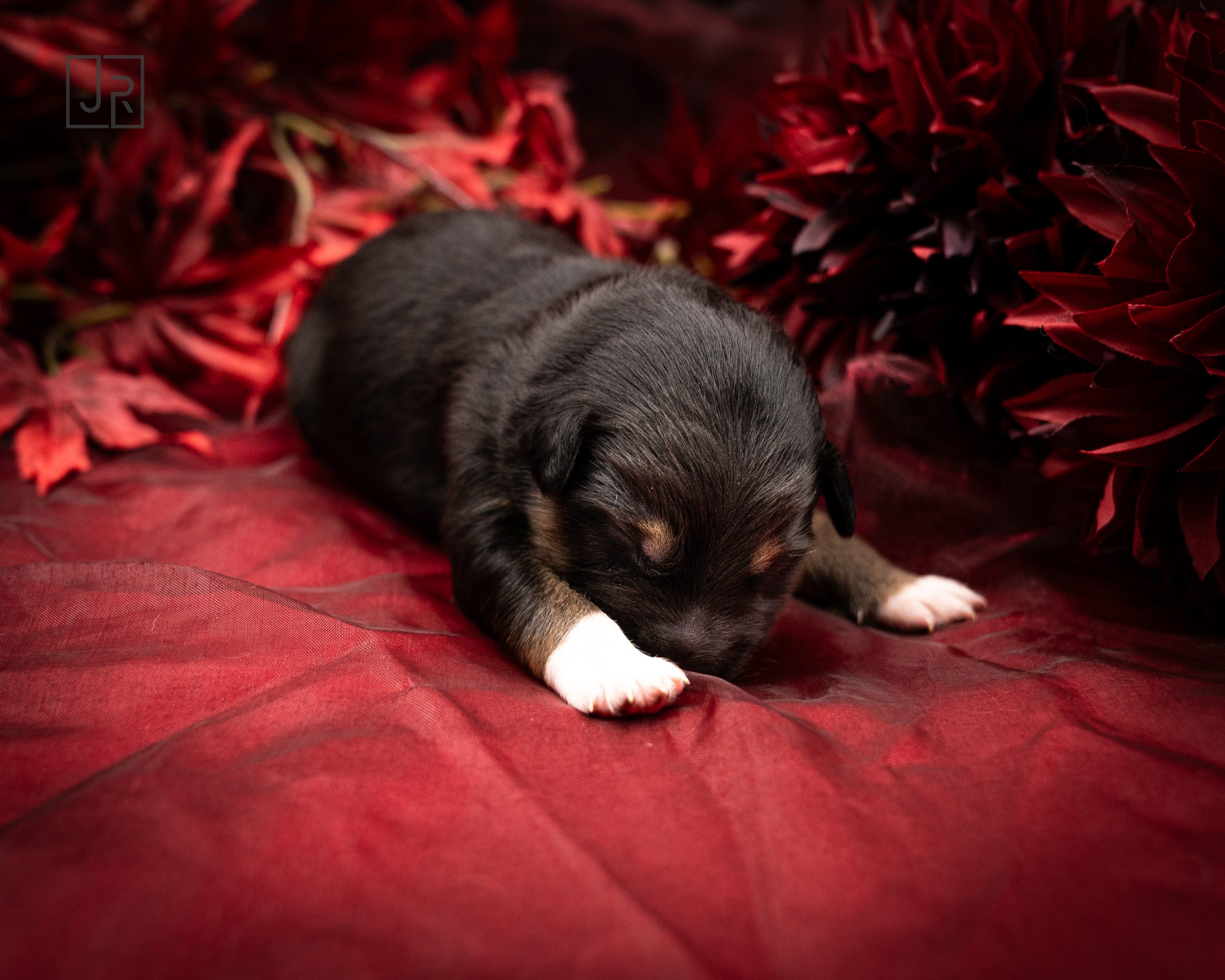 Blau_Logo (3) Blau_Logo (3)