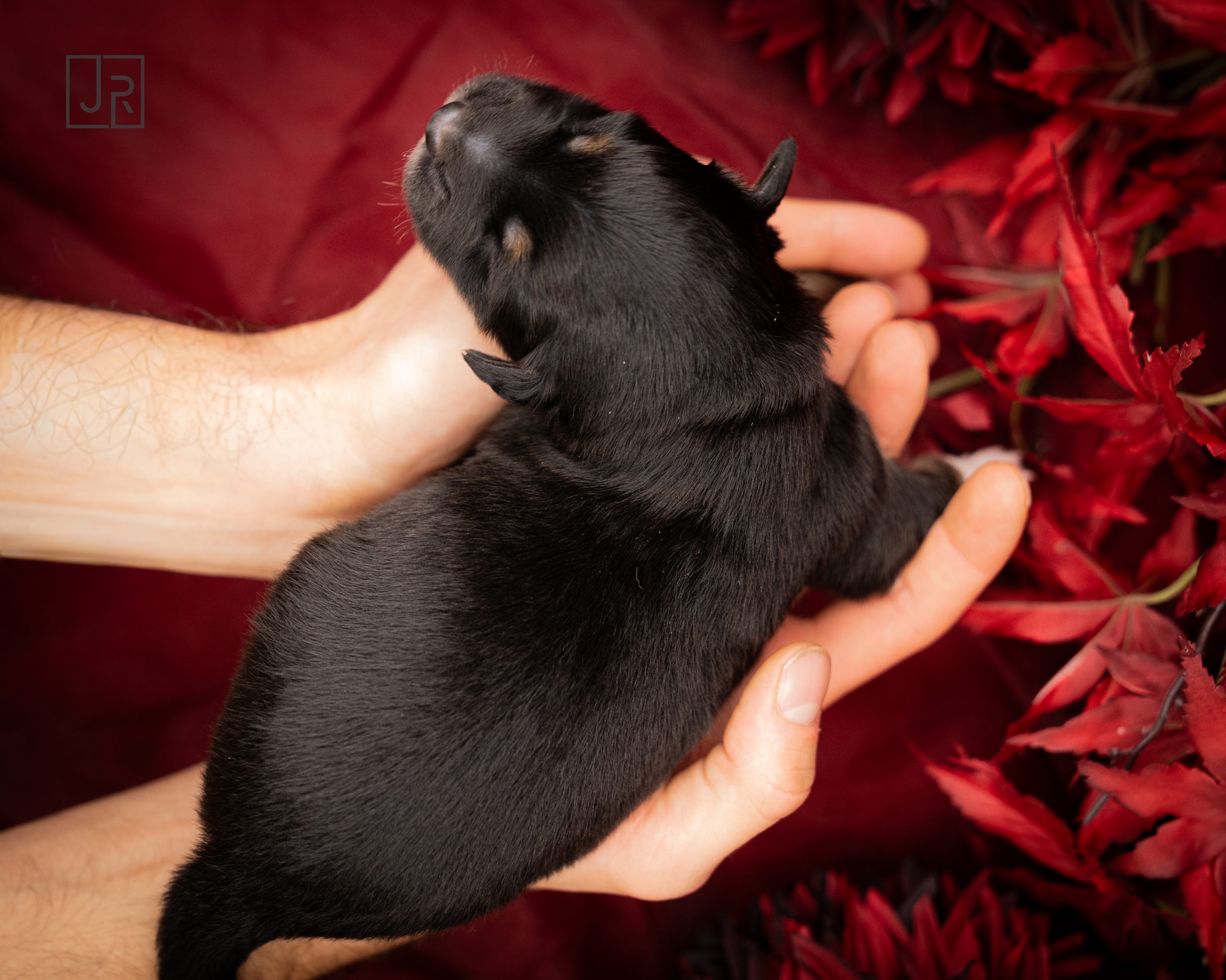 Blau_Logo (4) Blau_Logo (4)