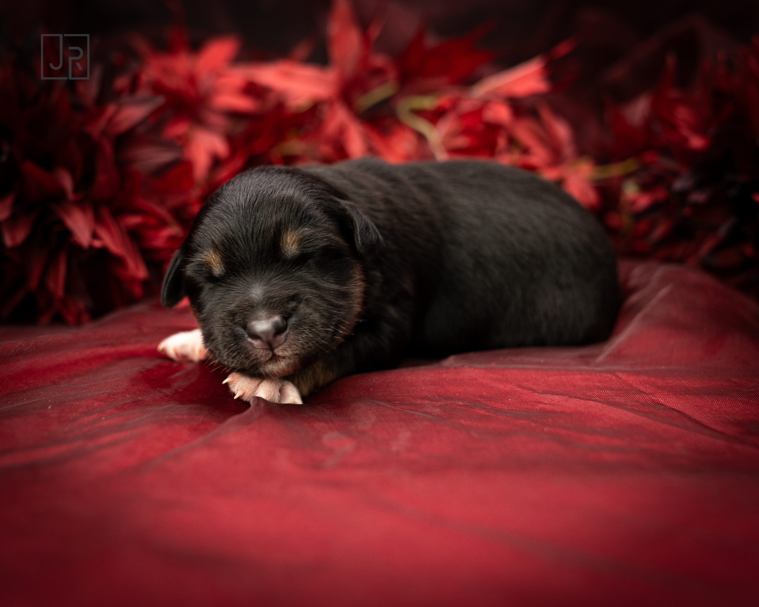 Blau_Logo (5) Blau_Logo (5)