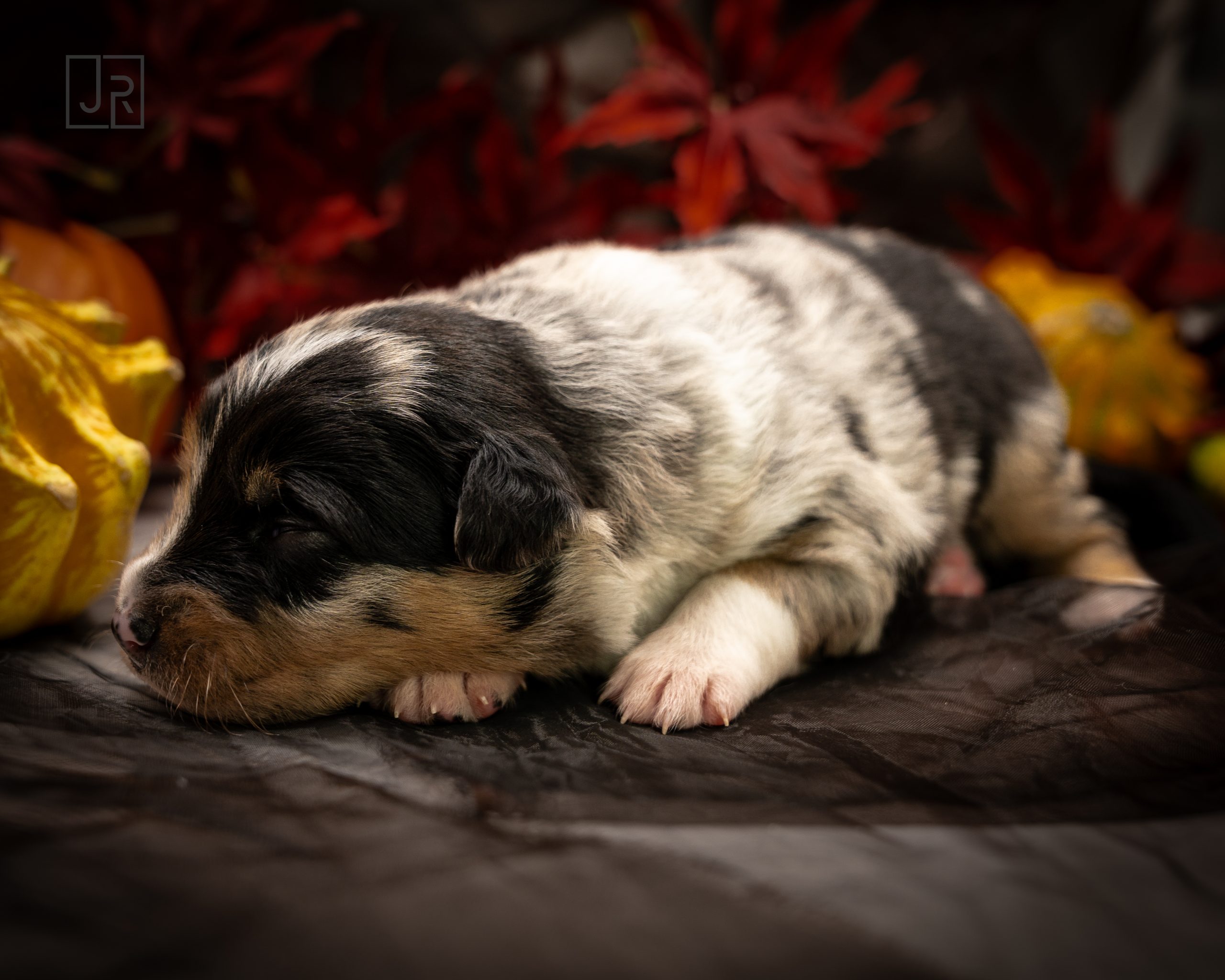 Blue MErle grün Logo (12) Blue MErle grün Logo (12)