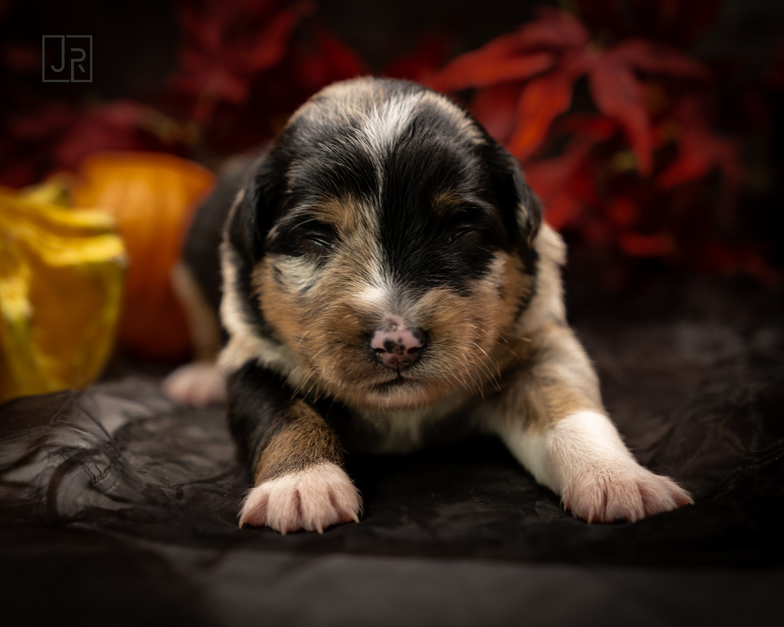 Blue MErle grün Logo (2) Blue MErle grün Logo (2)