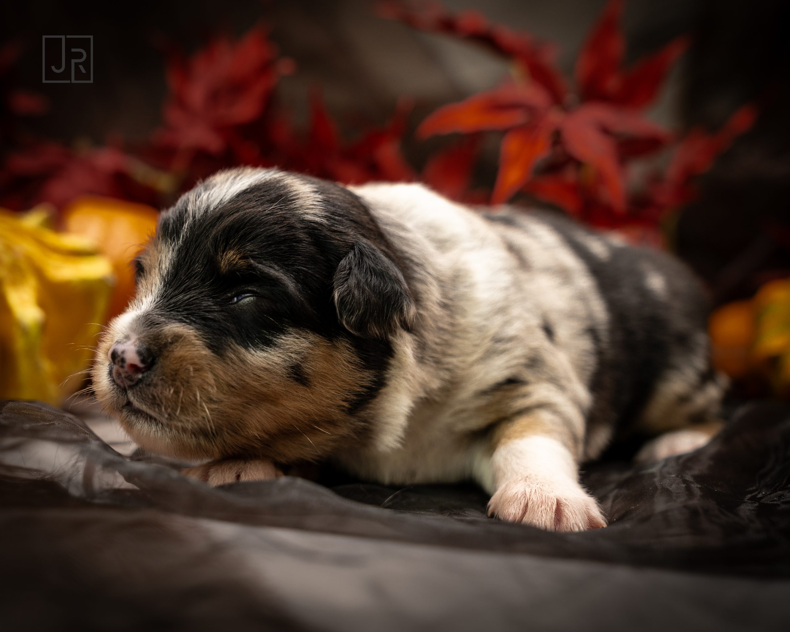 Blue MErle grün Logo (5) Blue MErle grün Logo (5)