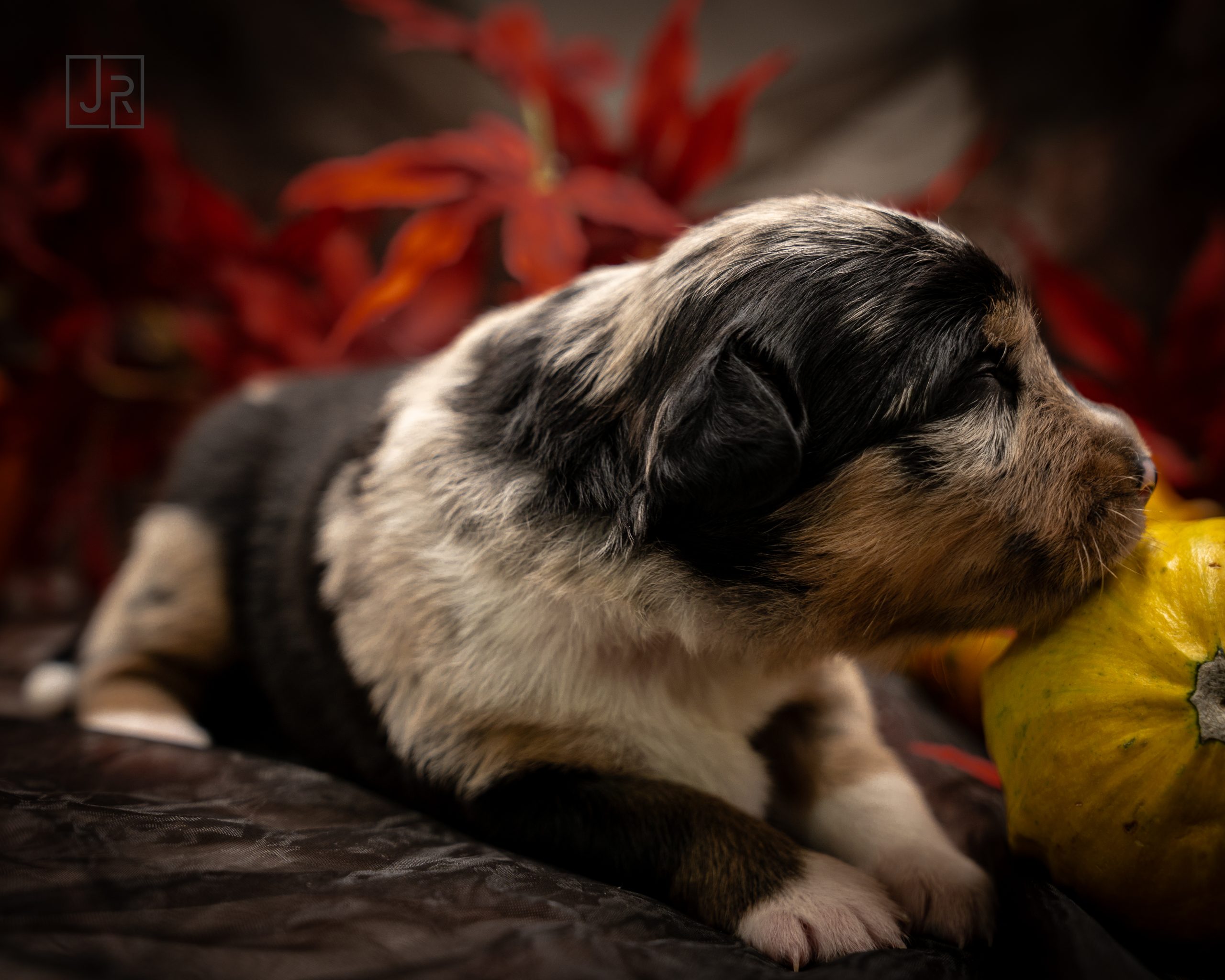 Blue MErle grün Logo (7) Blue MErle grün Logo (7)