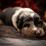 Blue MErle grün Logo (8)