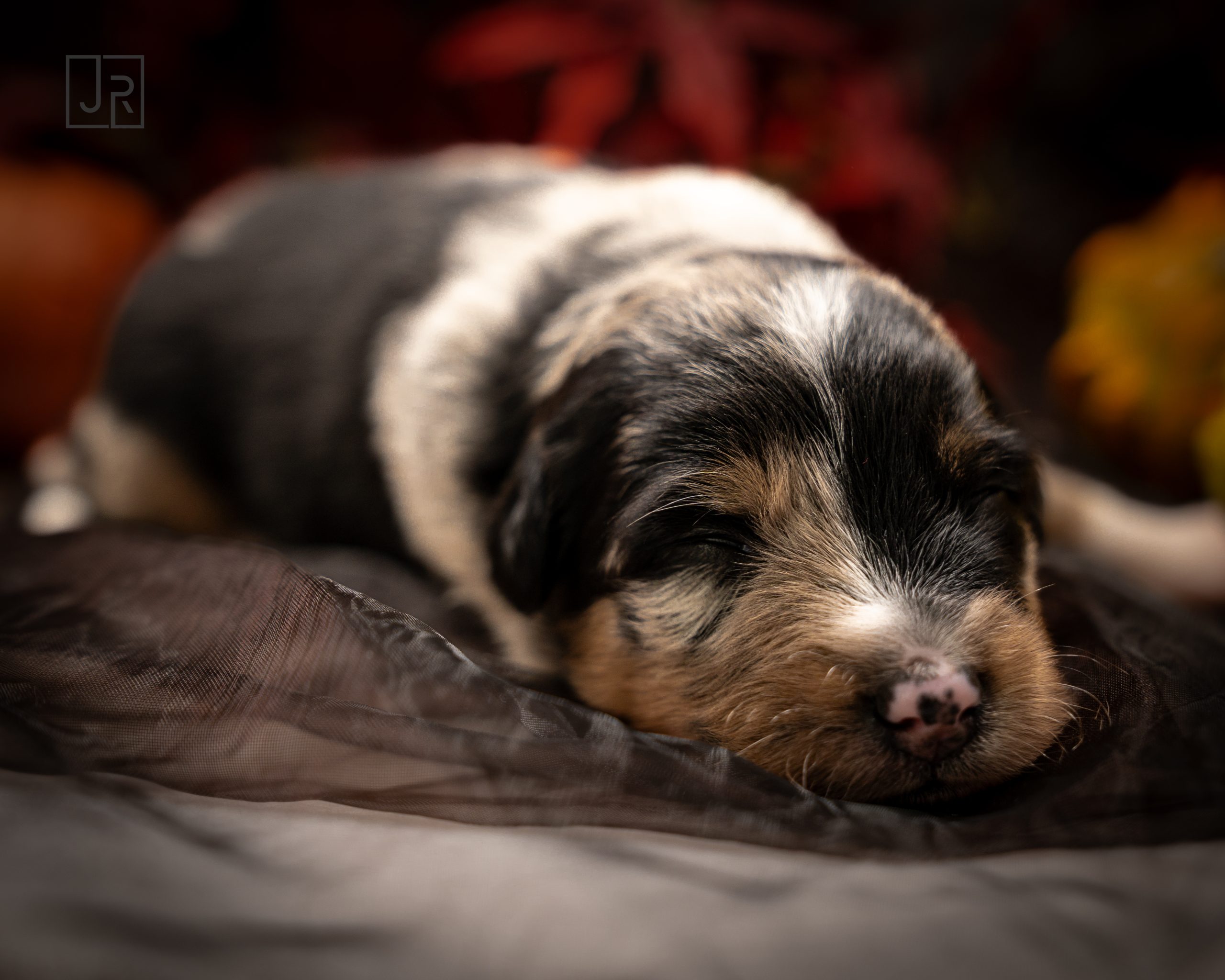 Blue MErle grün Logo (8)