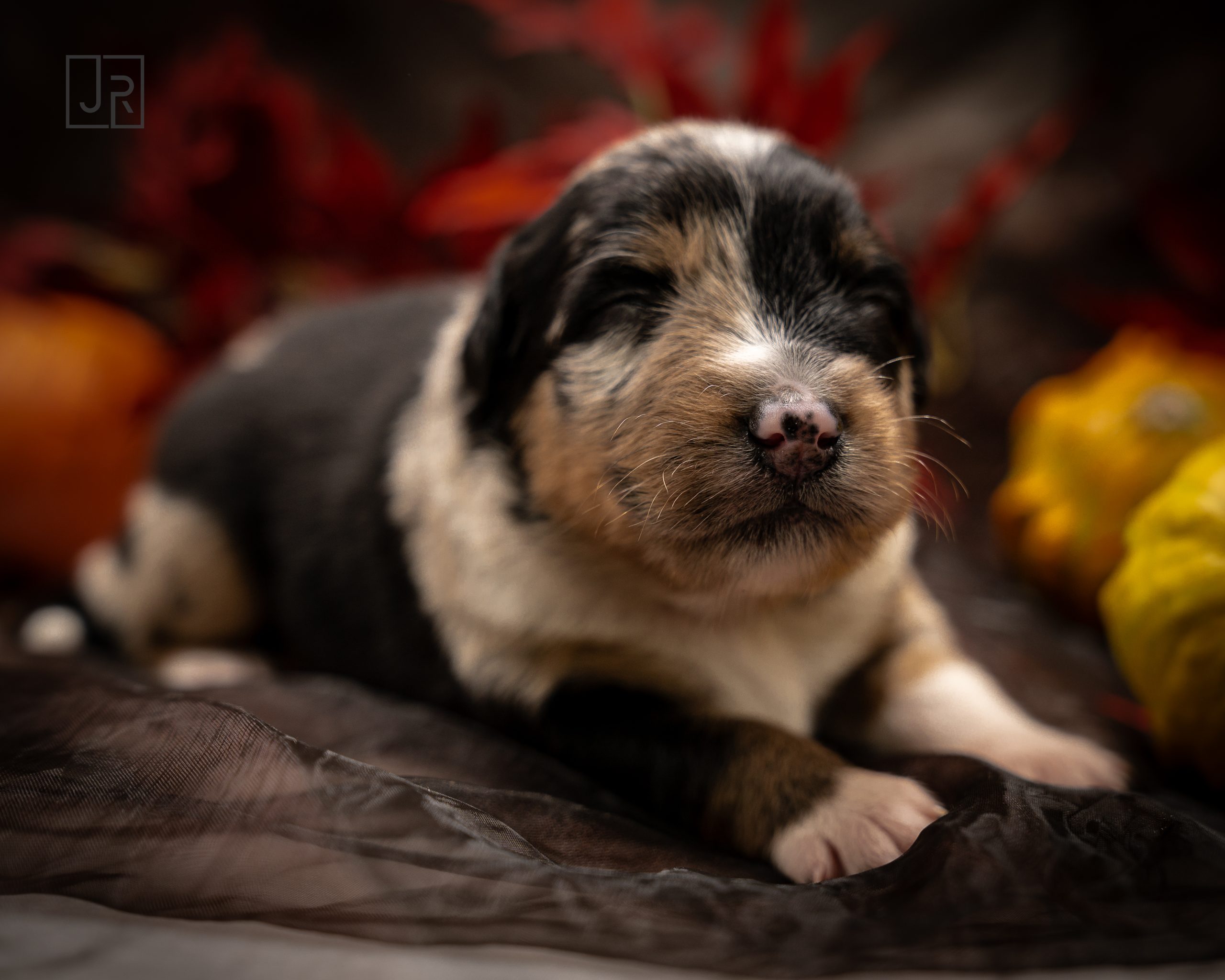 Blue MErle grün Logo (9) Blue MErle grün Logo (9)