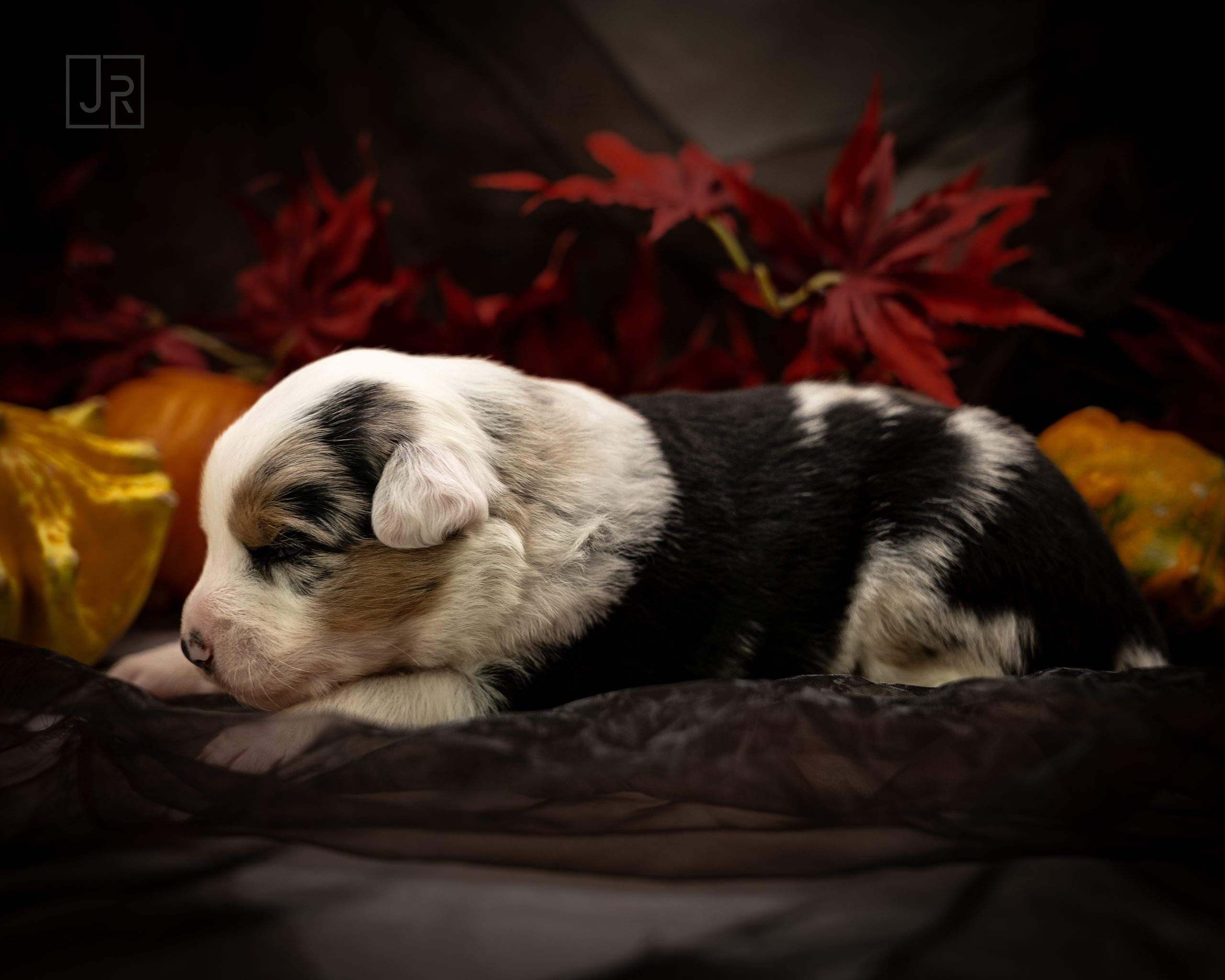 Blue Merle schwarz logo (1) Blue Merle schwarz logo (1)