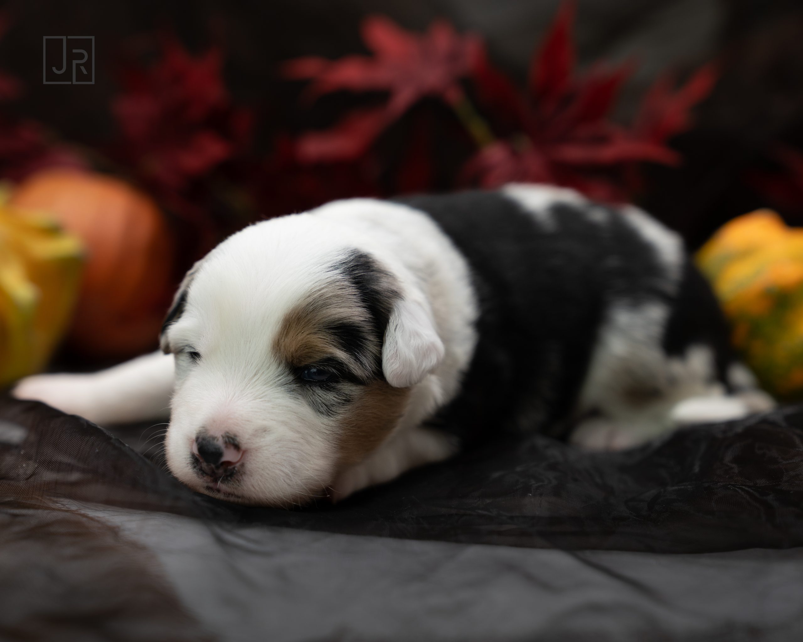 Blue Merle schwarz logo (10) Blue Merle schwarz logo (10)