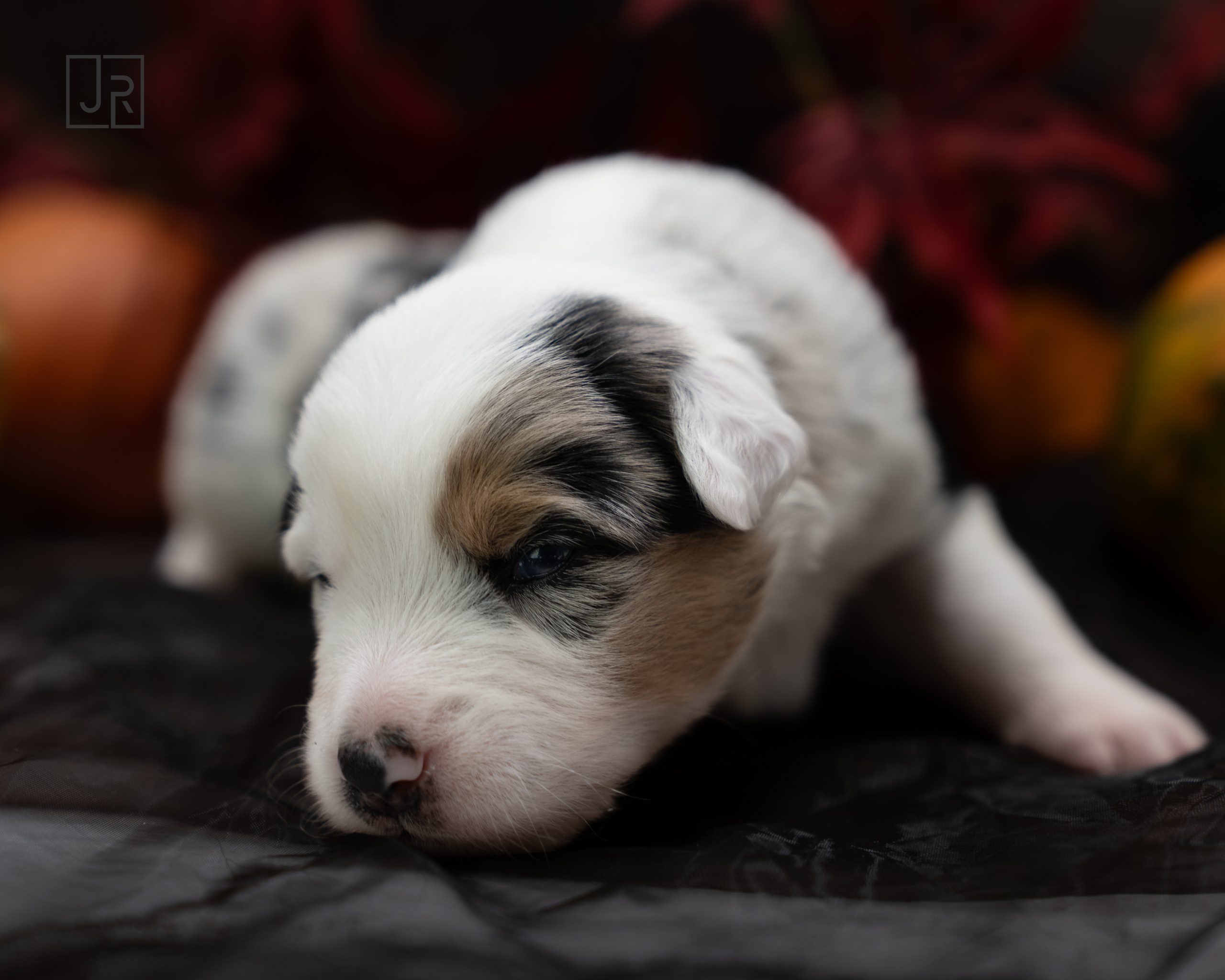 Blue Merle schwarz logo (3) Blue Merle schwarz logo (3)