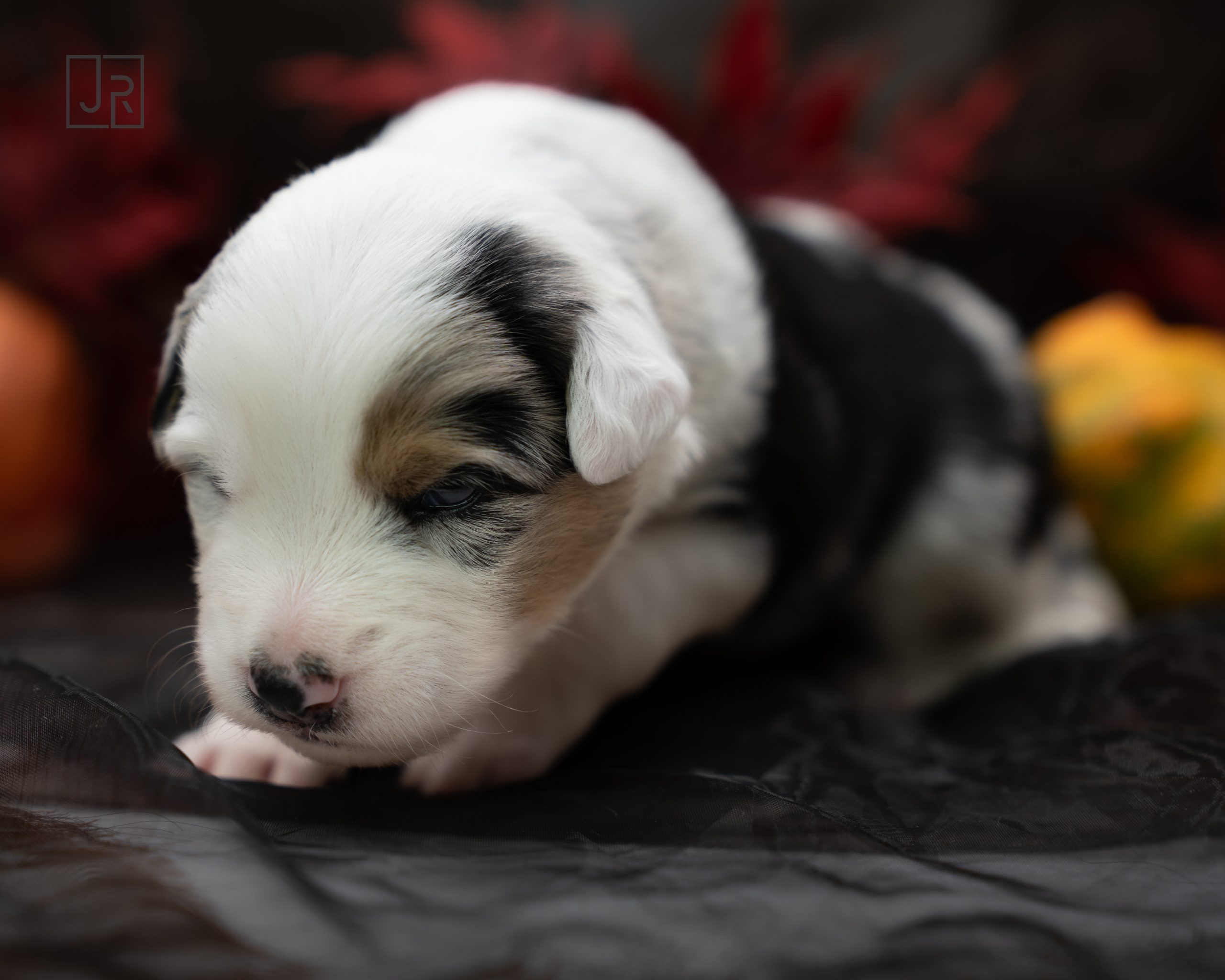 Blue Merle schwarz logo (5) Blue Merle schwarz logo (5)