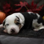 Blue Merle schwarz logo (8)