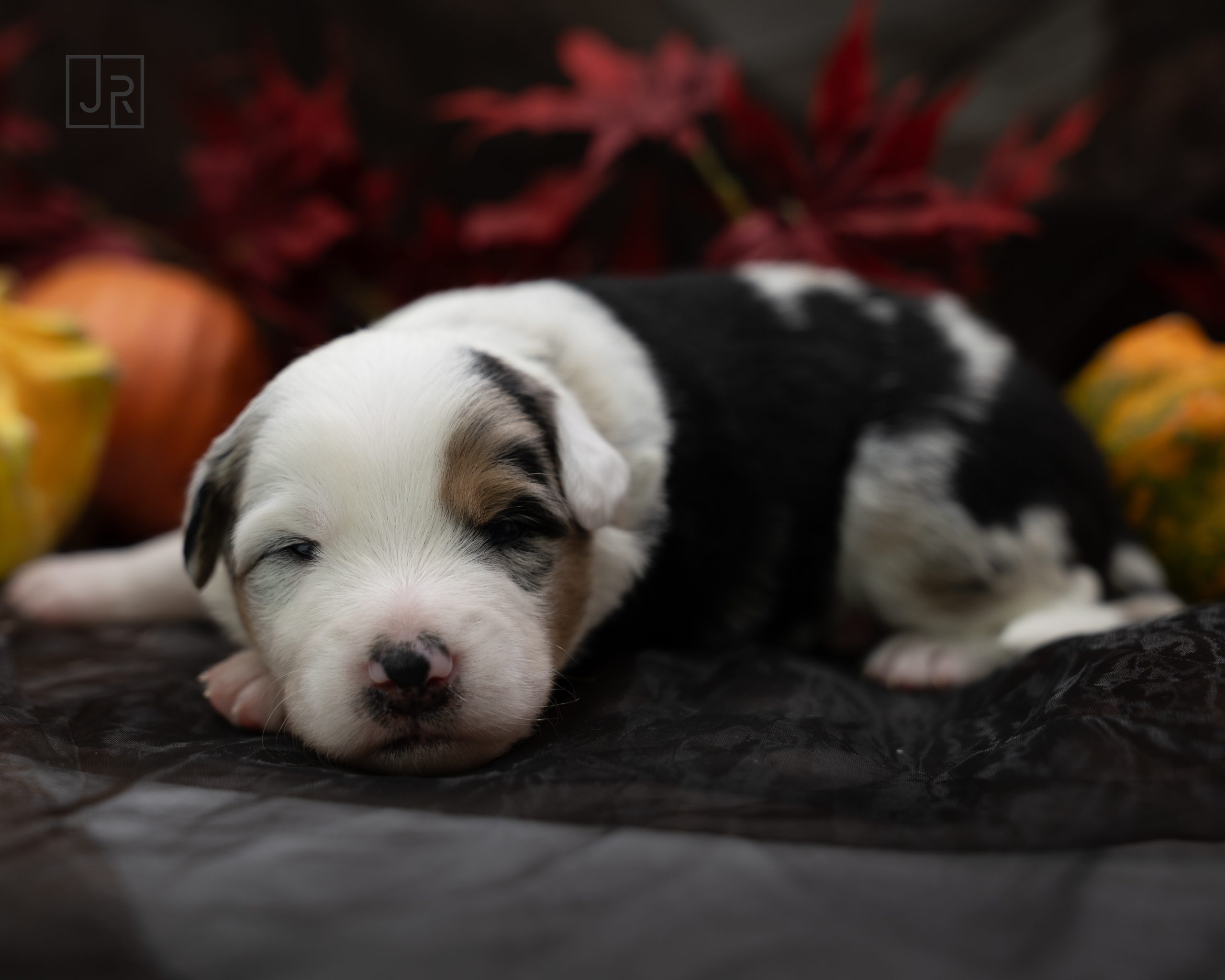 Blue Merle schwarz logo (8)