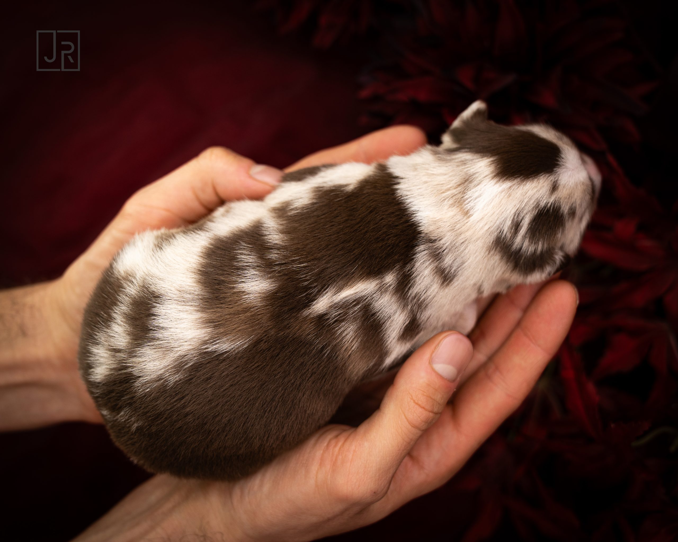 Braun_Logo (1) Braun_Logo (1)