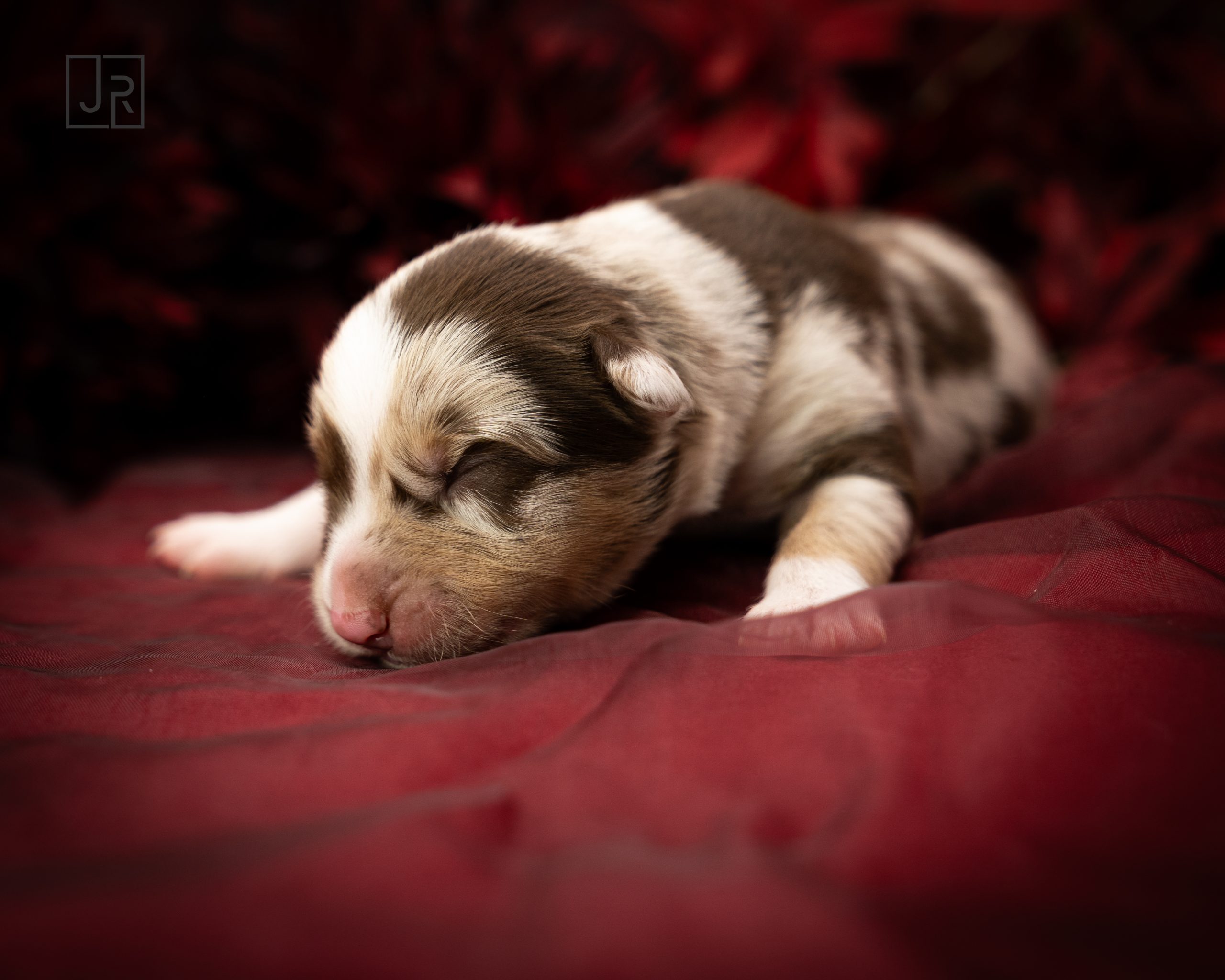 Braun_Logo (2) Braun_Logo (2)