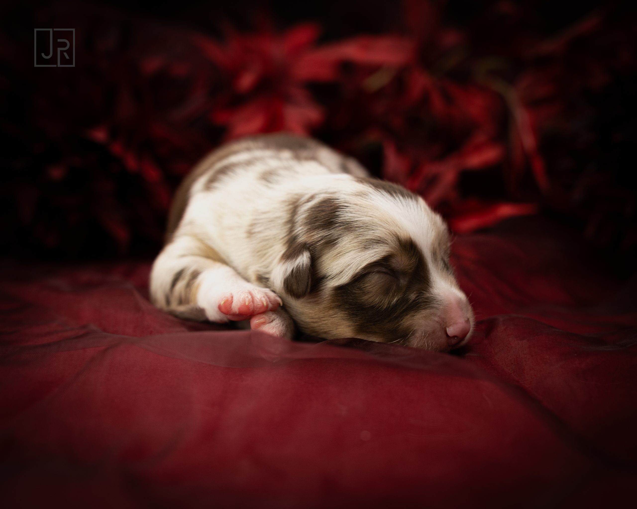 Braun_Logo (3) Braun_Logo (3)