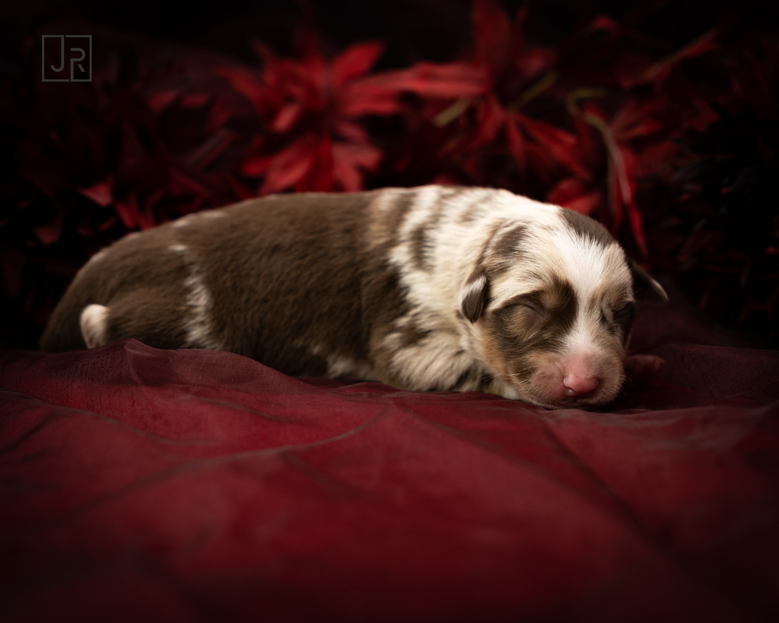 Braun_Logo (4) Braun_Logo (4)