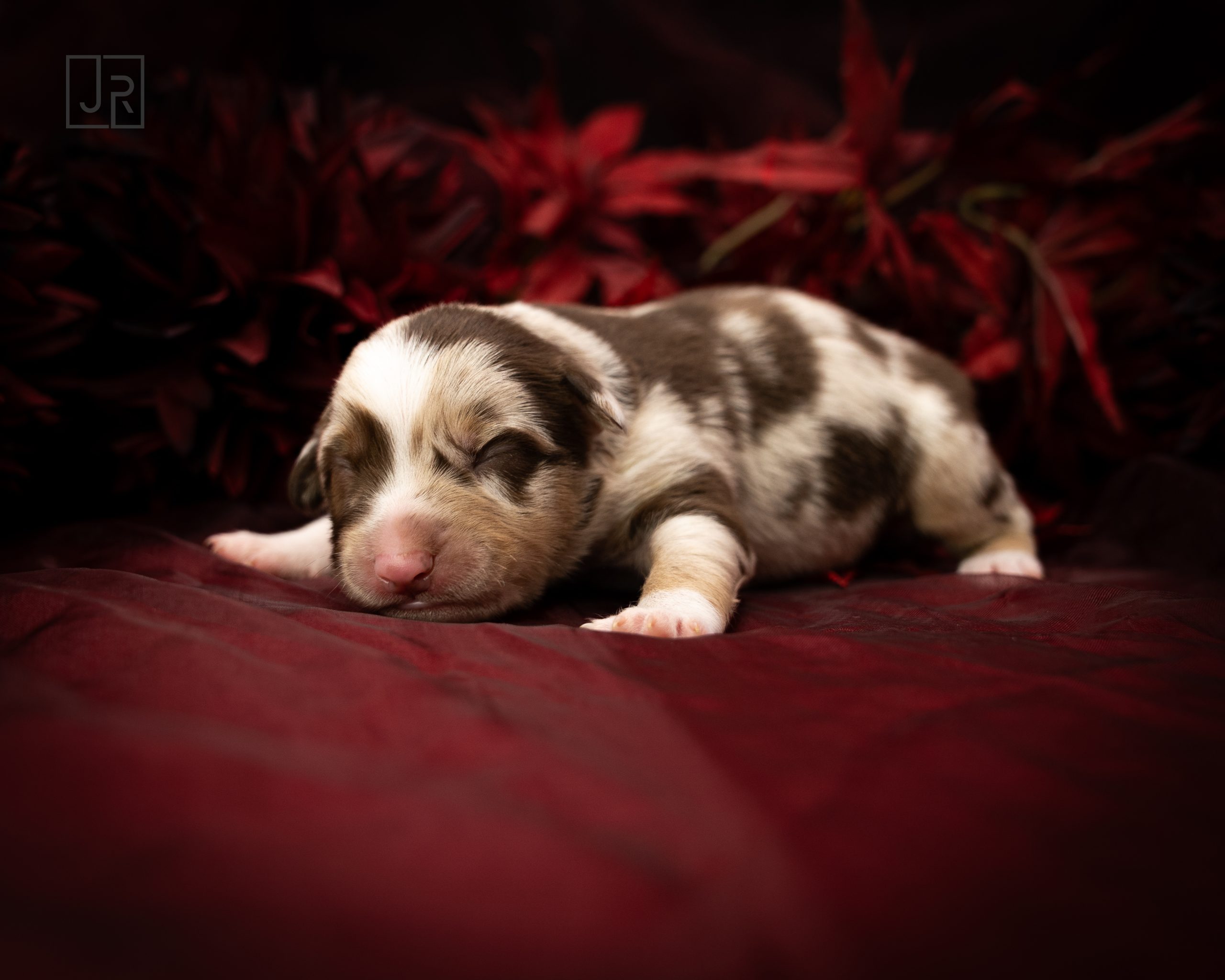 Braun_Logo (6) Braun_Logo (6)