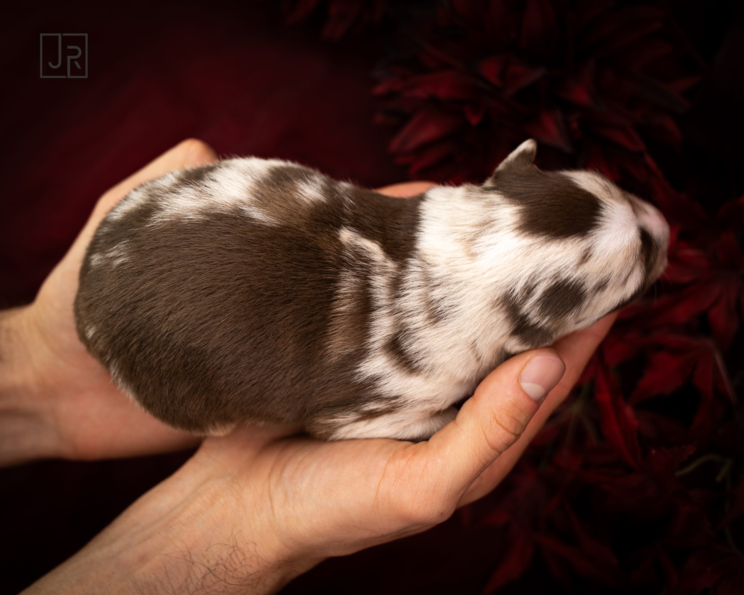 Braun_Logo (7) Braun_Logo (7)