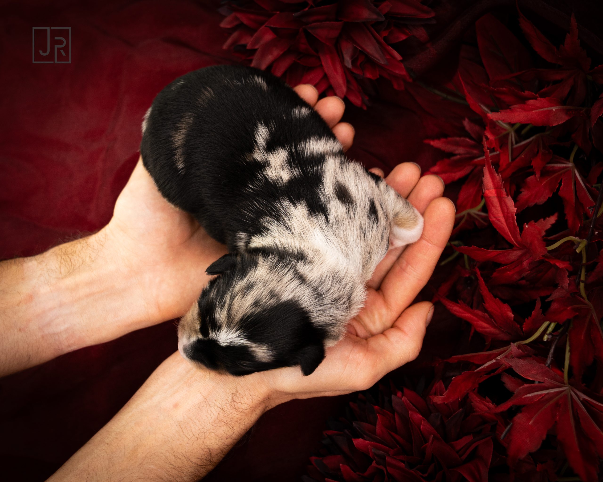 Grün_Logo (1) Grün_Logo (1)