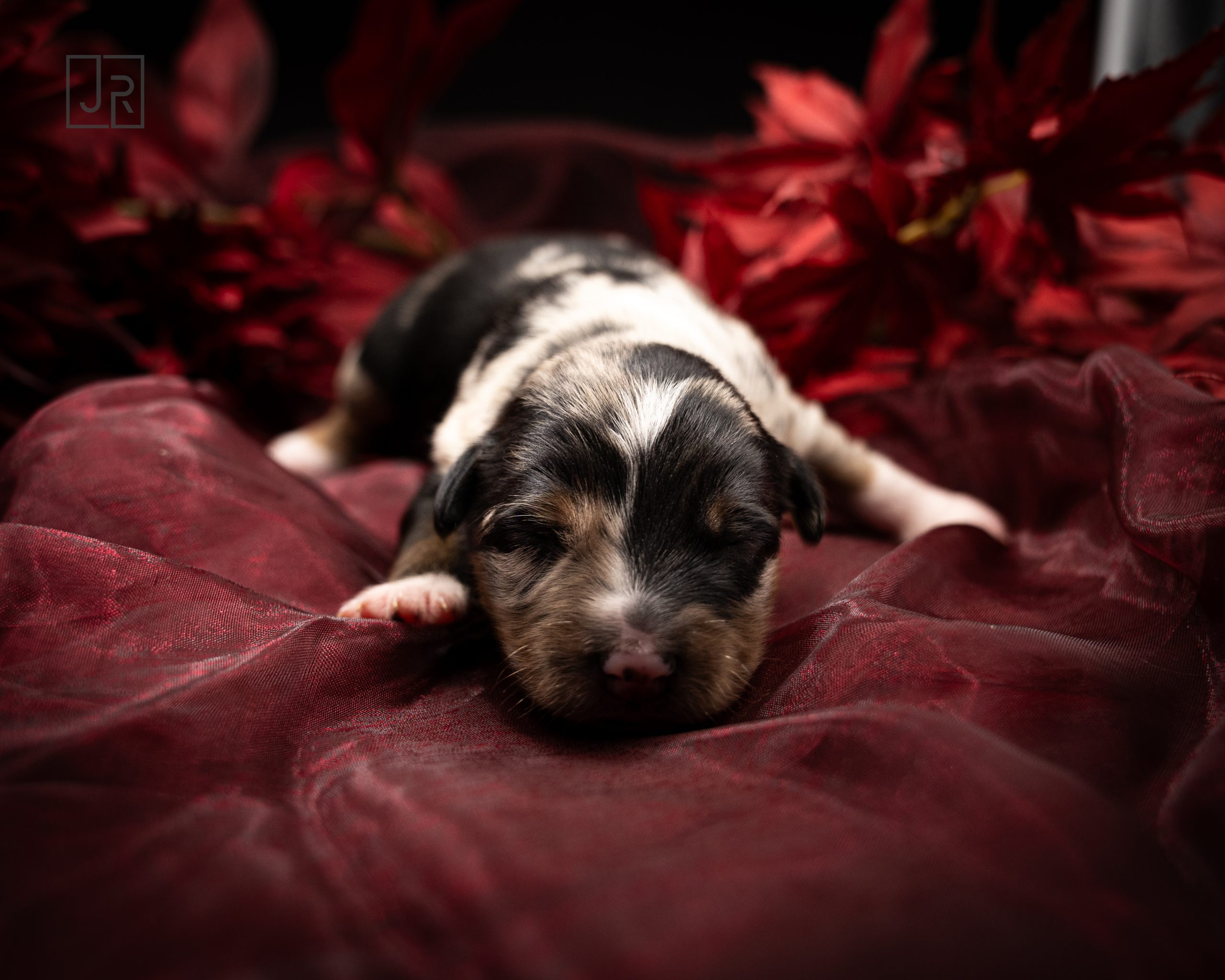 Grün_Logo (2) Grün_Logo (2)