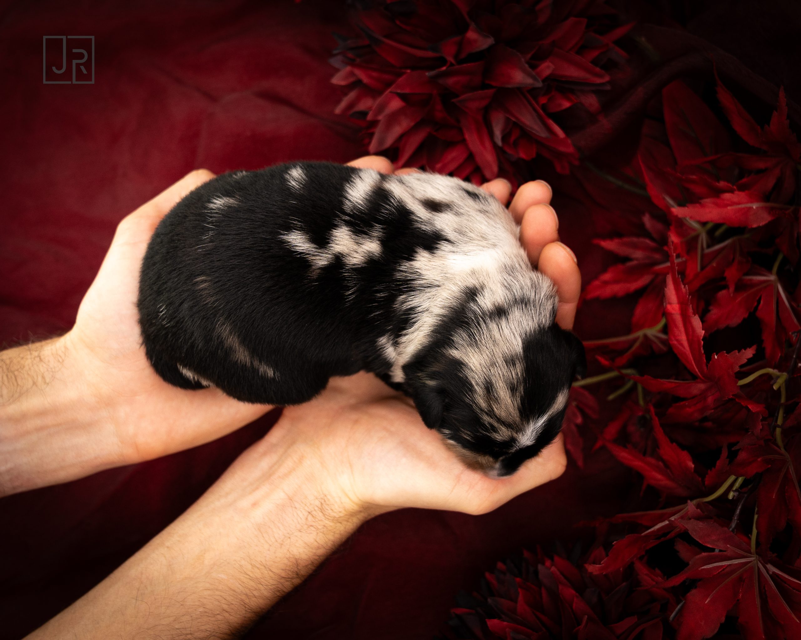 Grün_Logo (6) Grün_Logo (6)