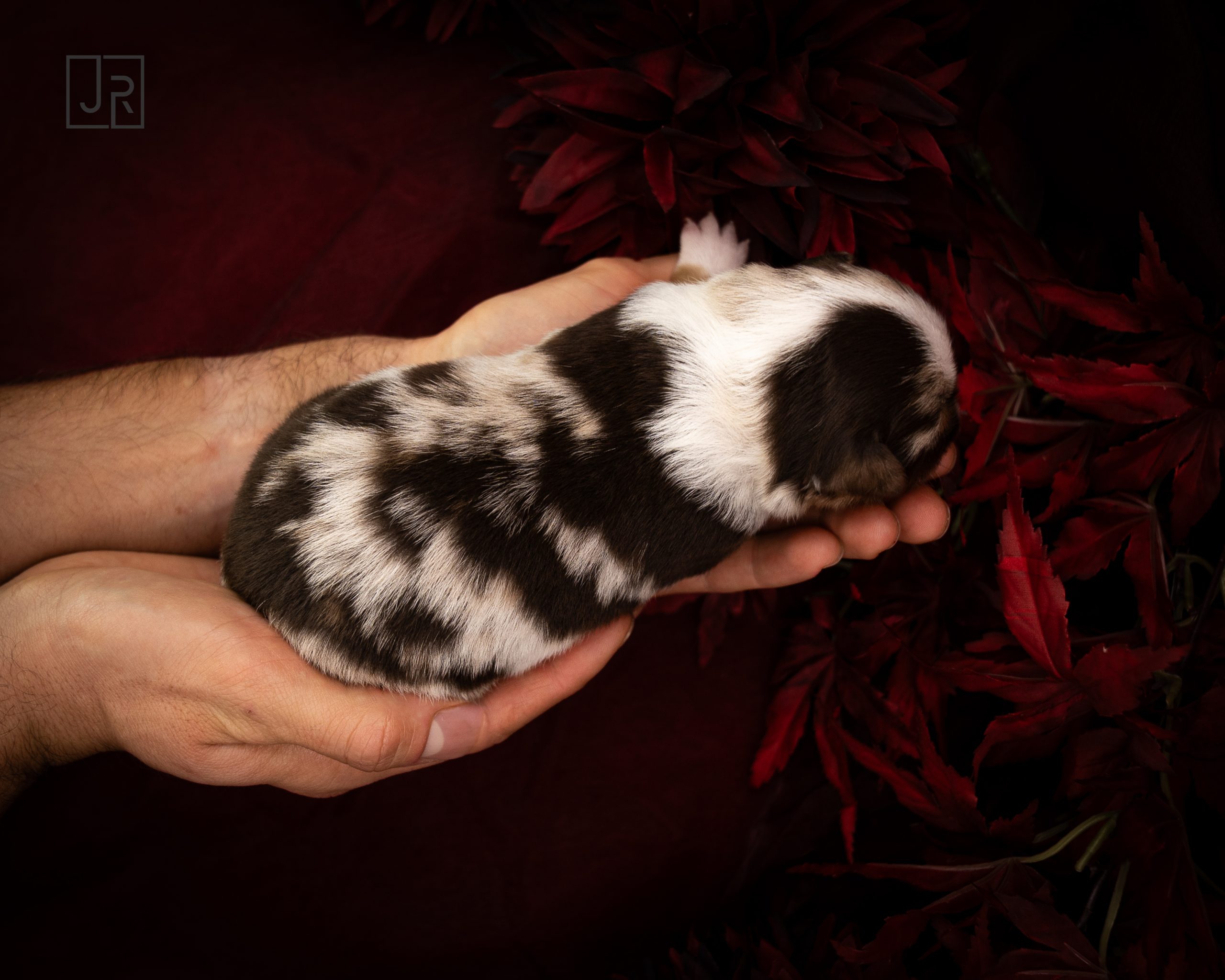 Hellblau_Logo (1) Hellblau_Logo (1)