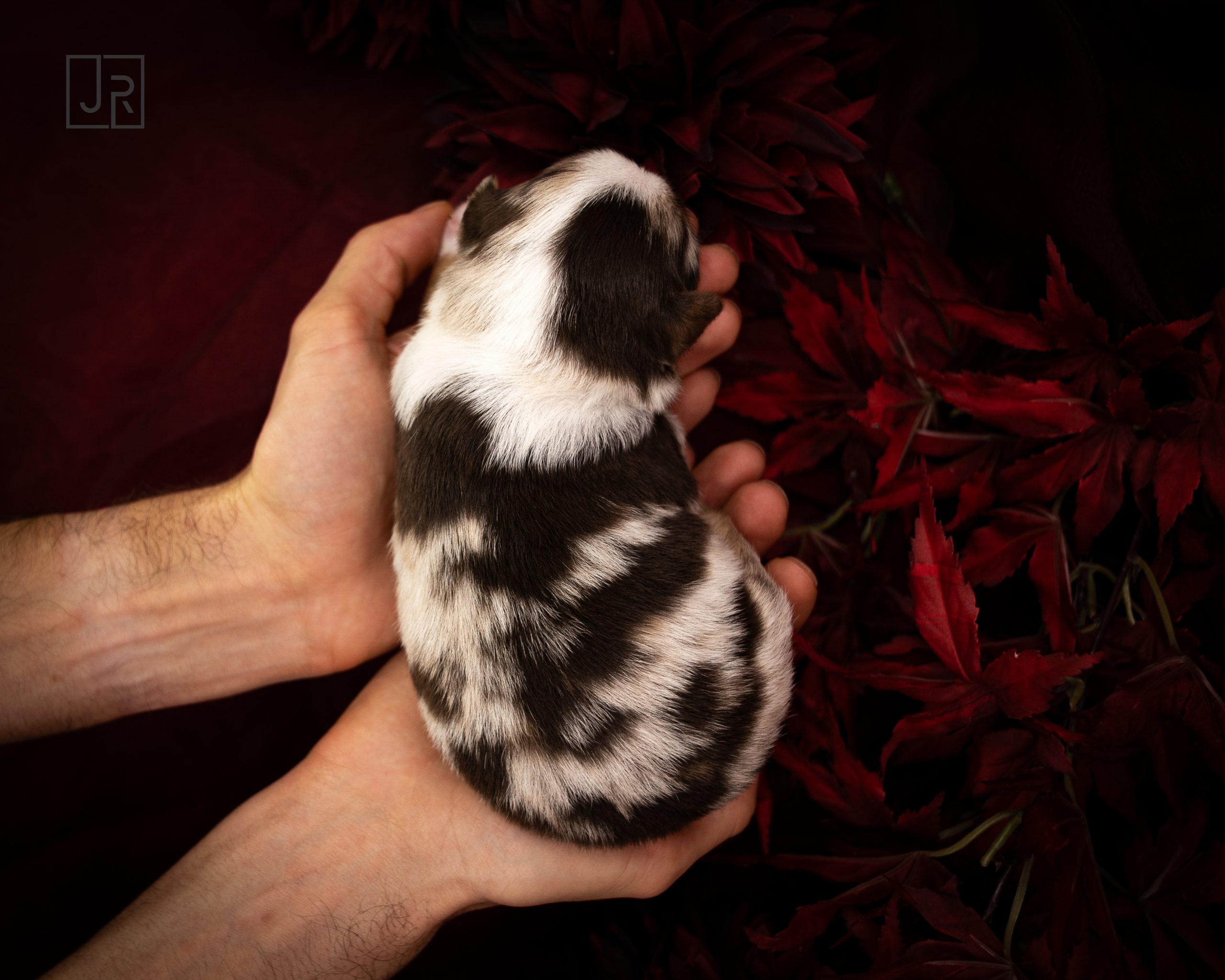 Hellblau_Logo (3) Hellblau_Logo (3)