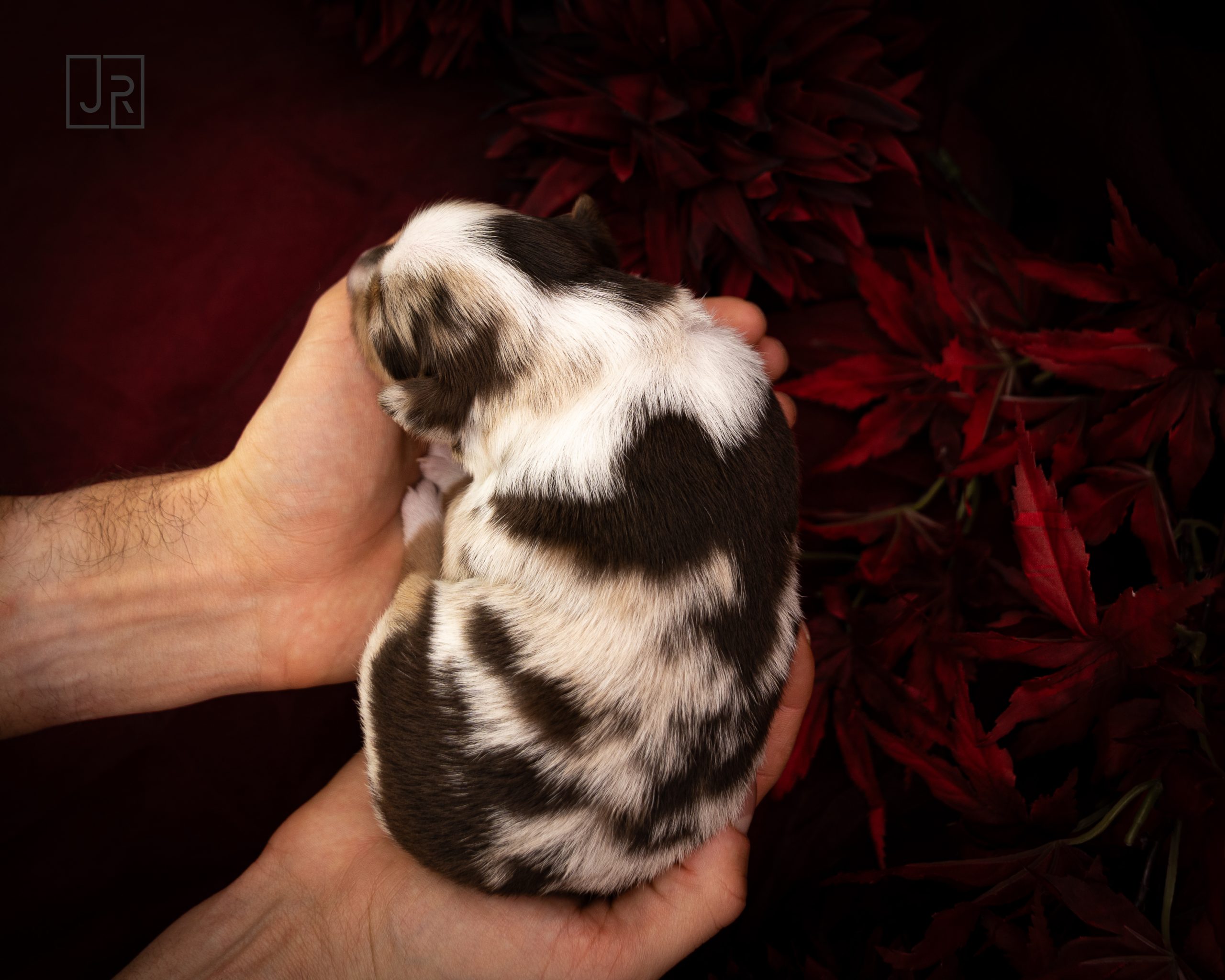 Hellblau_Logo (5) Hellblau_Logo (5)