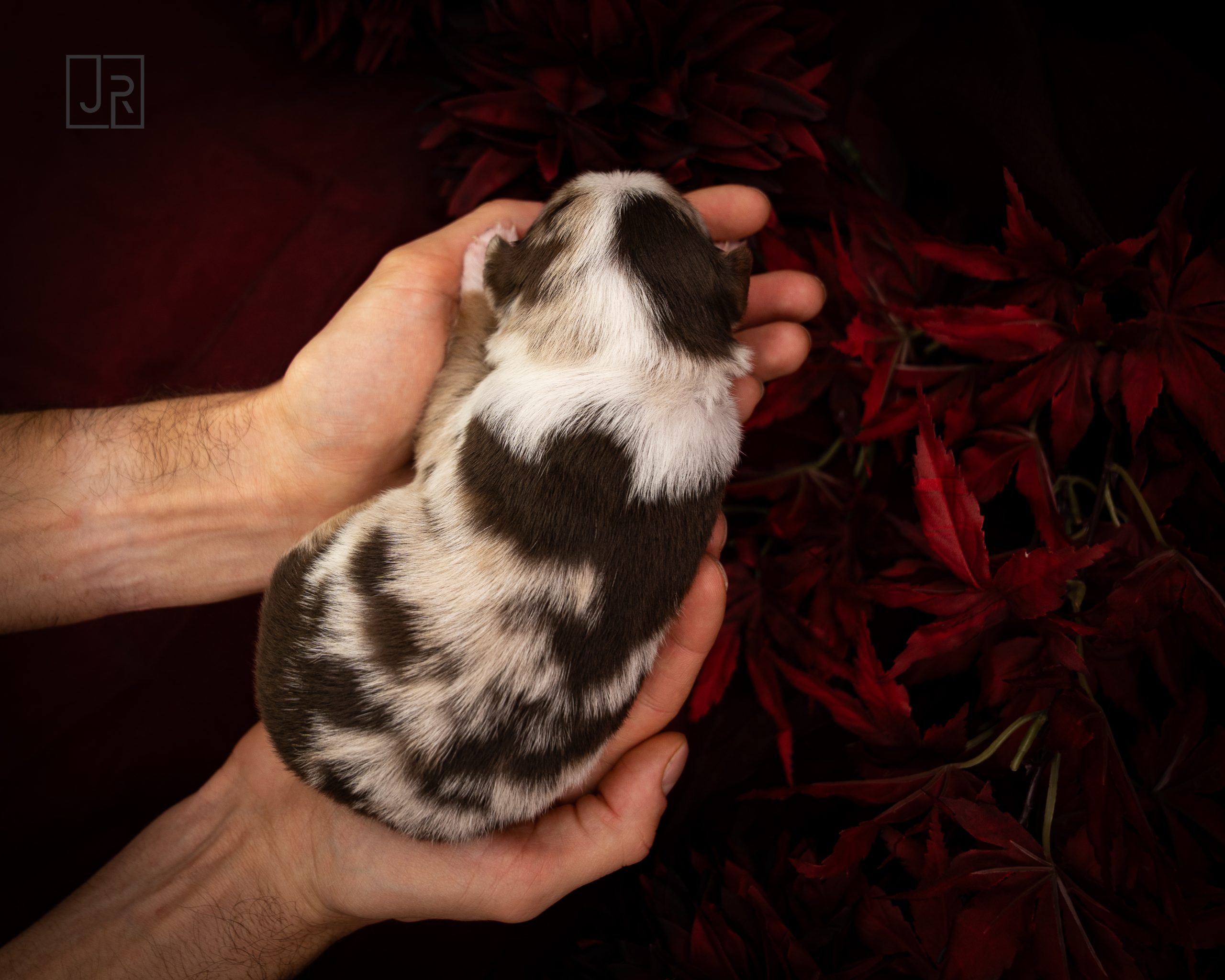 Hellblau_Logo (7) Hellblau_Logo (7)