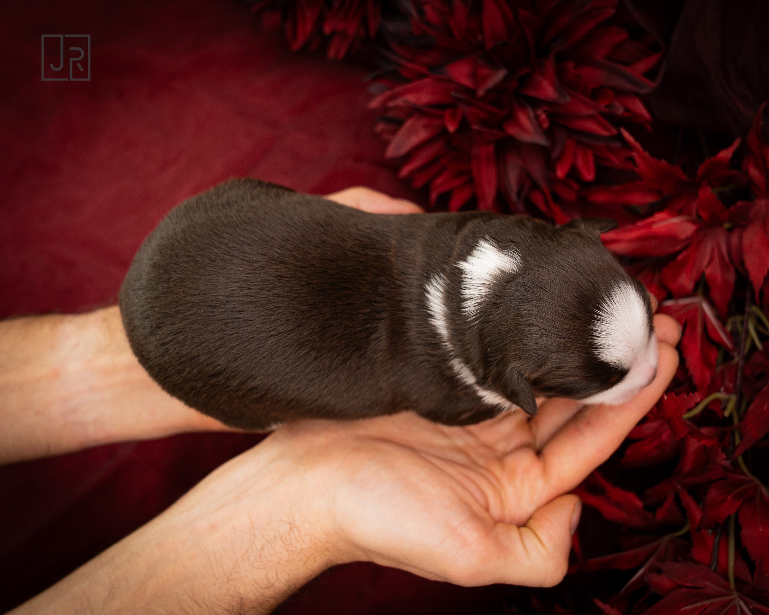 Lila_Logo (1) Lila_Logo (1)