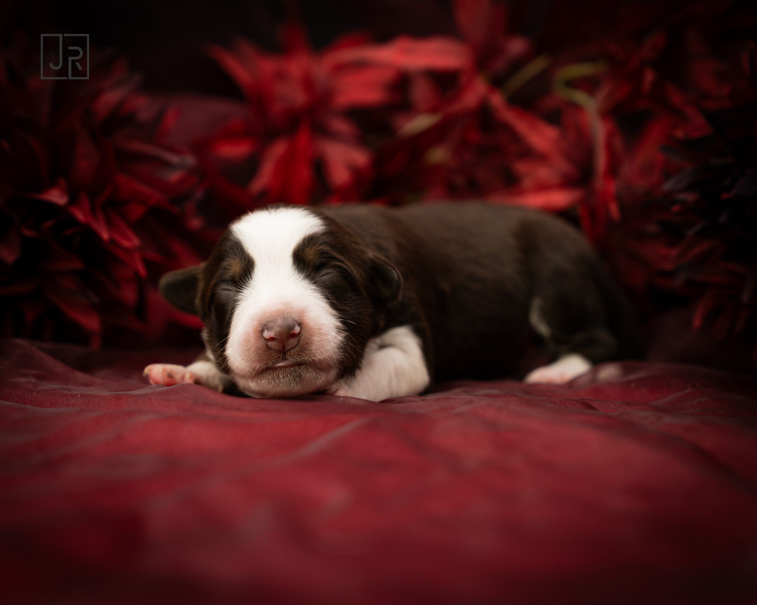 Lila_Logo (2) Lila_Logo (2)