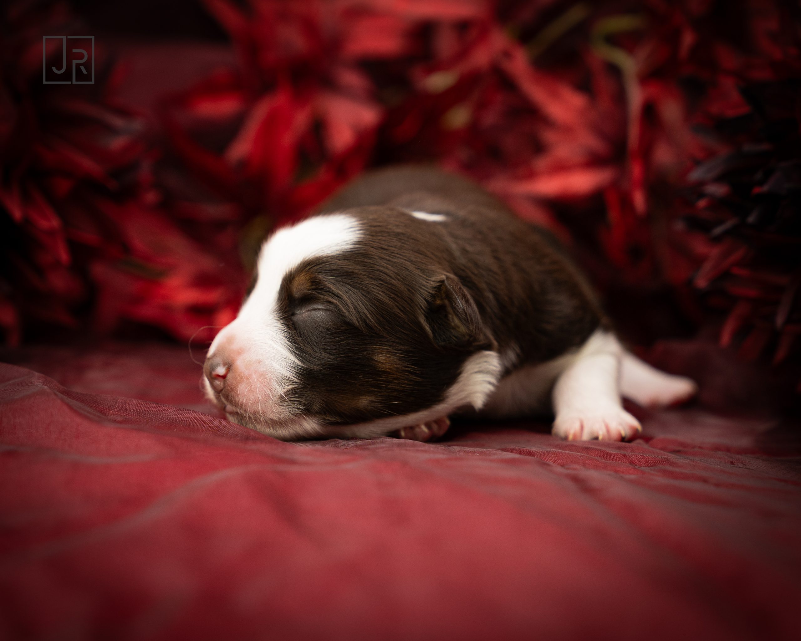 Lila_Logo (4) Lila_Logo (4)