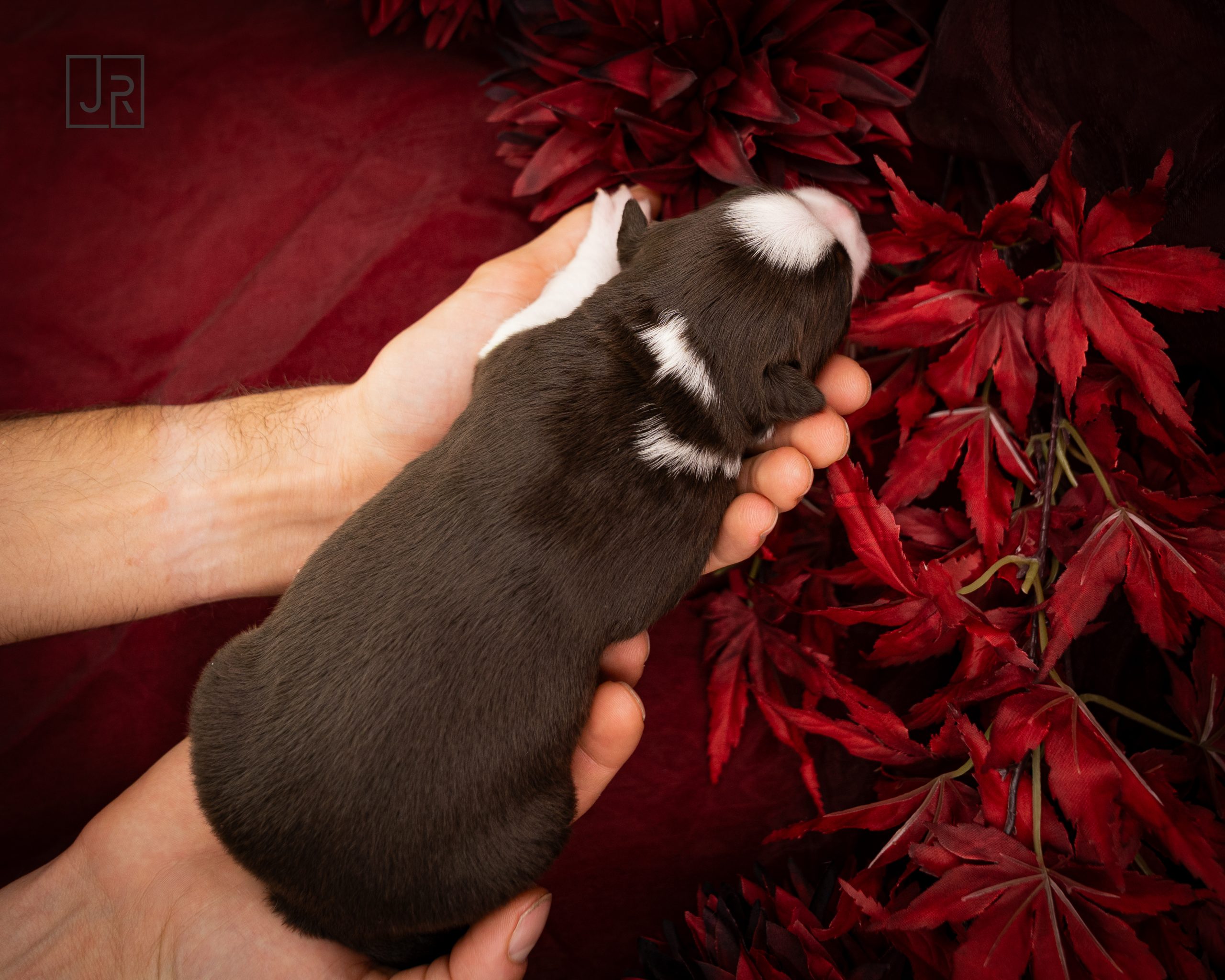 Lila_Logo (6) Lila_Logo (6)