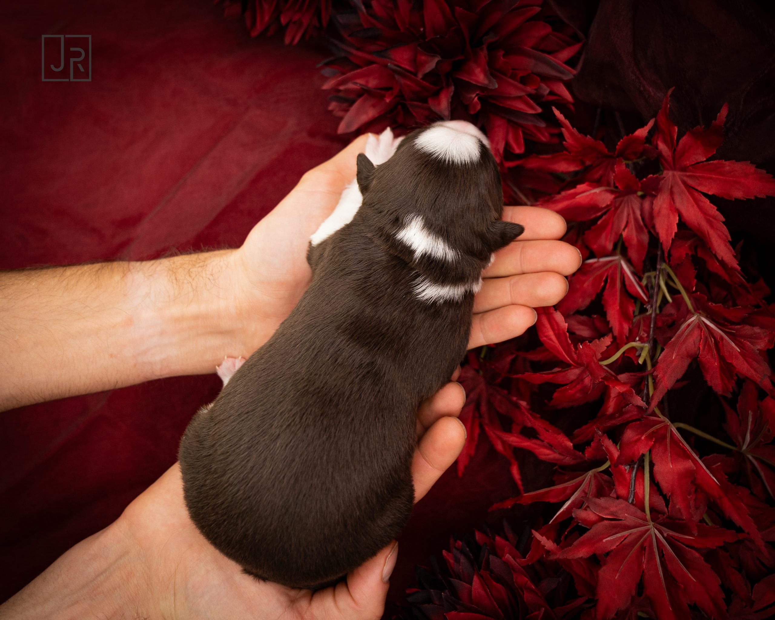 Lila_Logo (7) Lila_Logo (7)