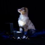 LogoLicious_20181220_203822 LogoLicious_20181220_203822