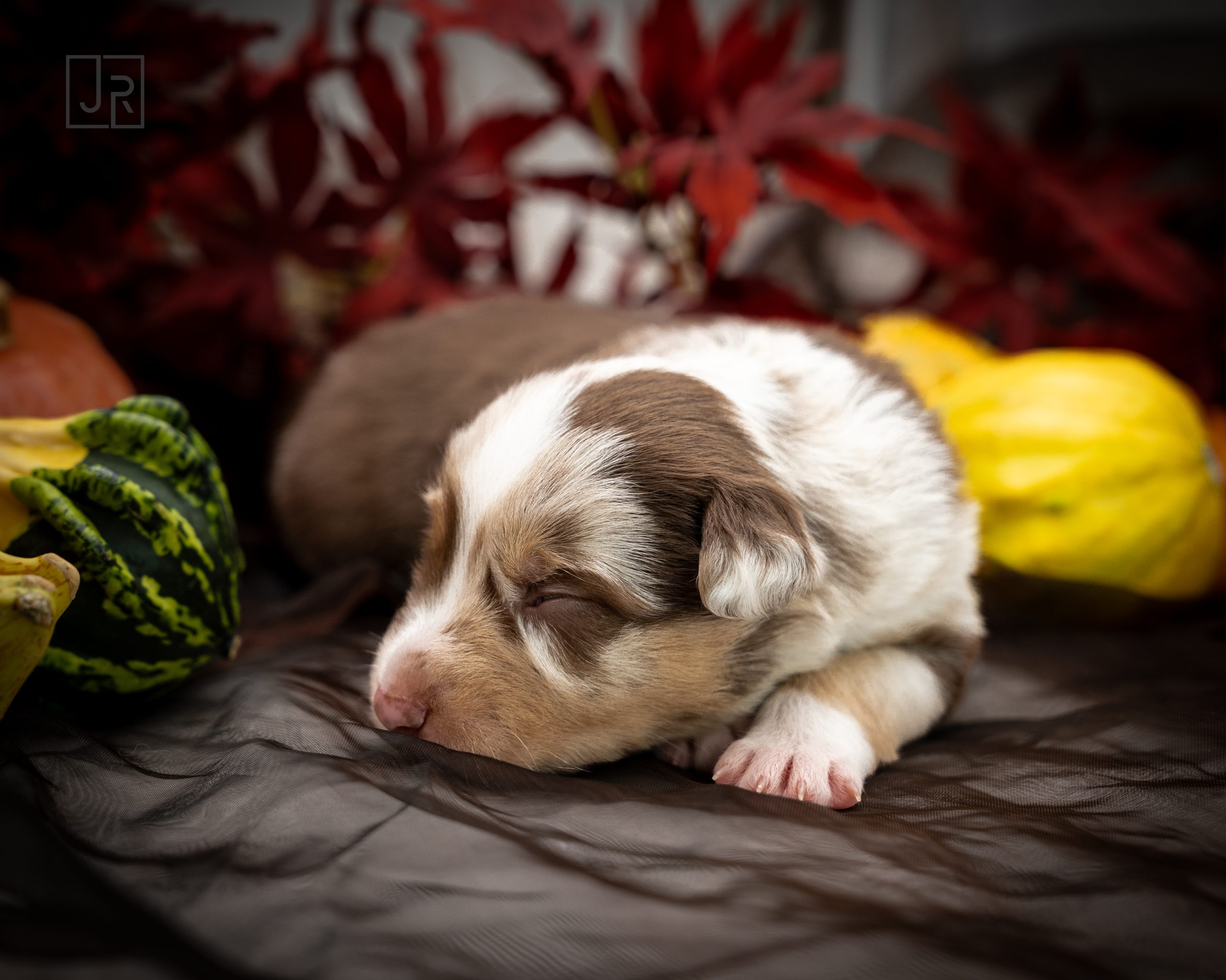 Red Merle braun Logo (1) Red Merle braun Logo (1)