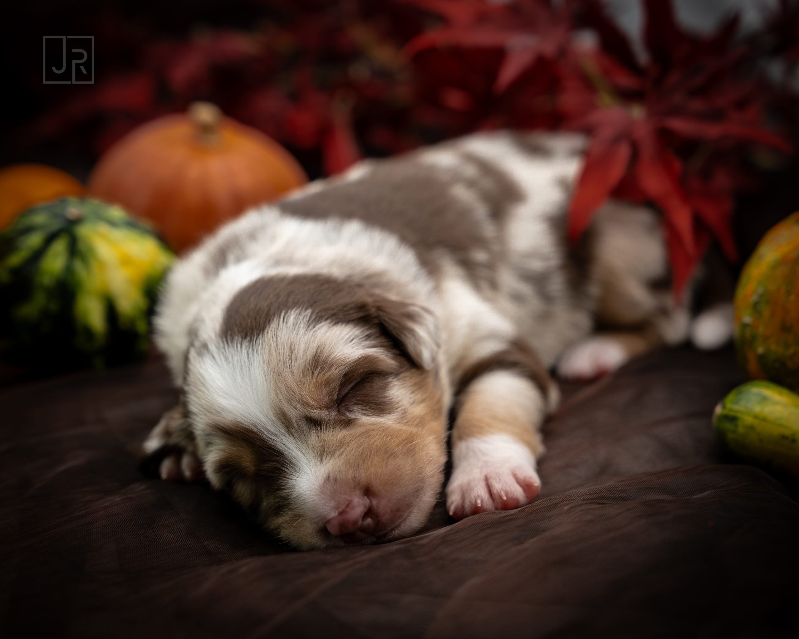 Red Merle braun Logo (3) Red Merle braun Logo (3)