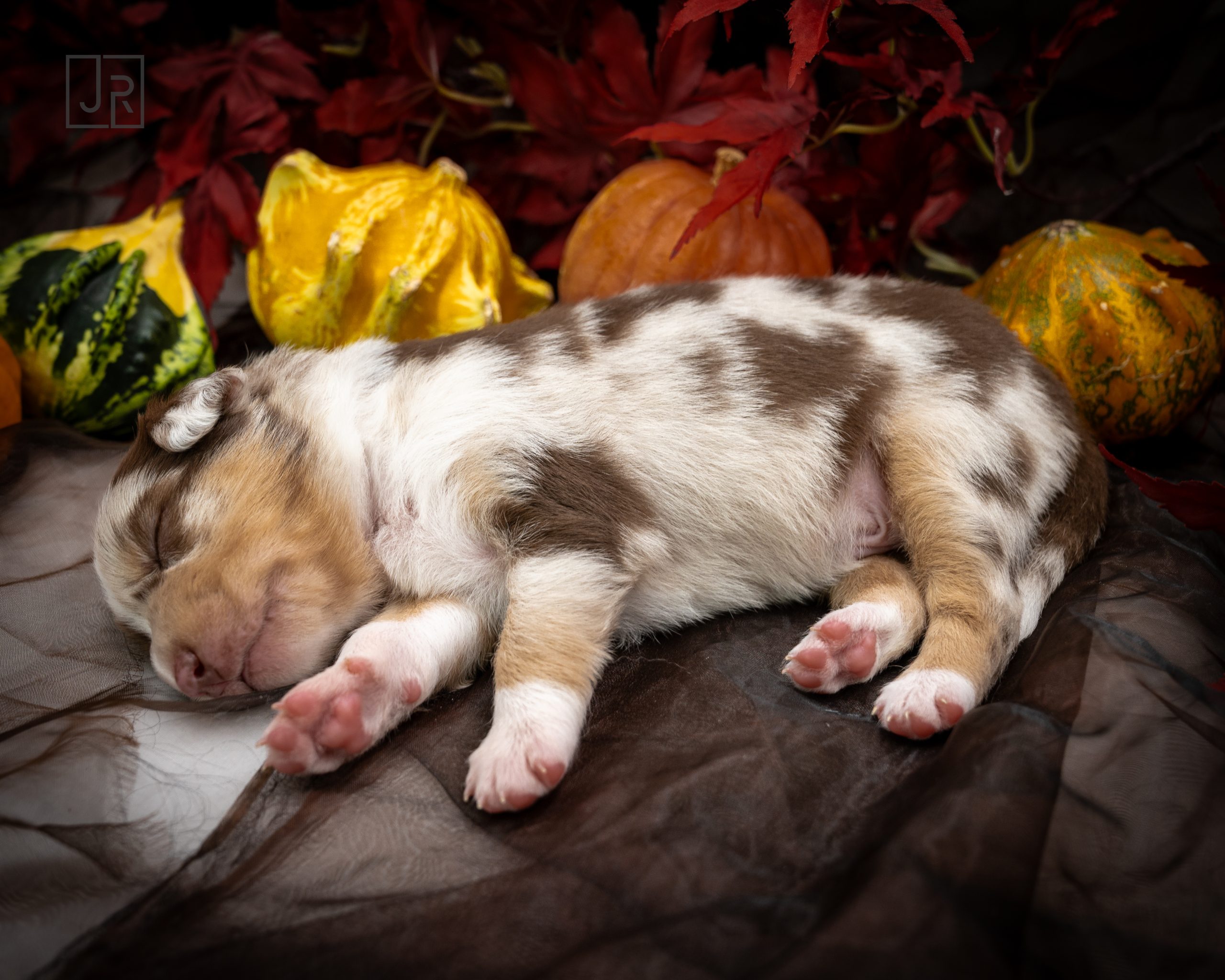 Red Merle braun Logo (6) Red Merle braun Logo (6)