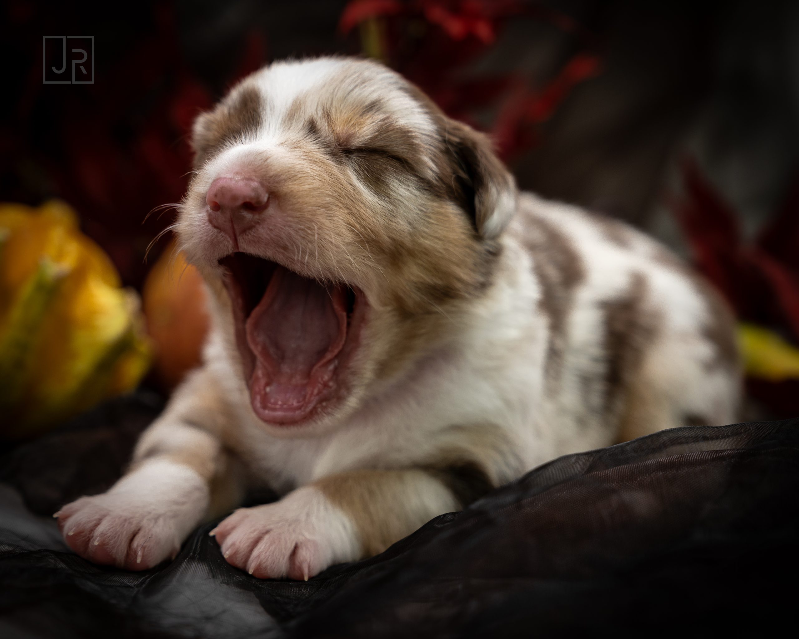 Red Merle braun Logo (9) Red Merle braun Logo (9)