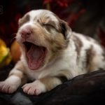 Red Merle braun Logo (9)