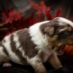 Red Merle hellblau Logo (10)